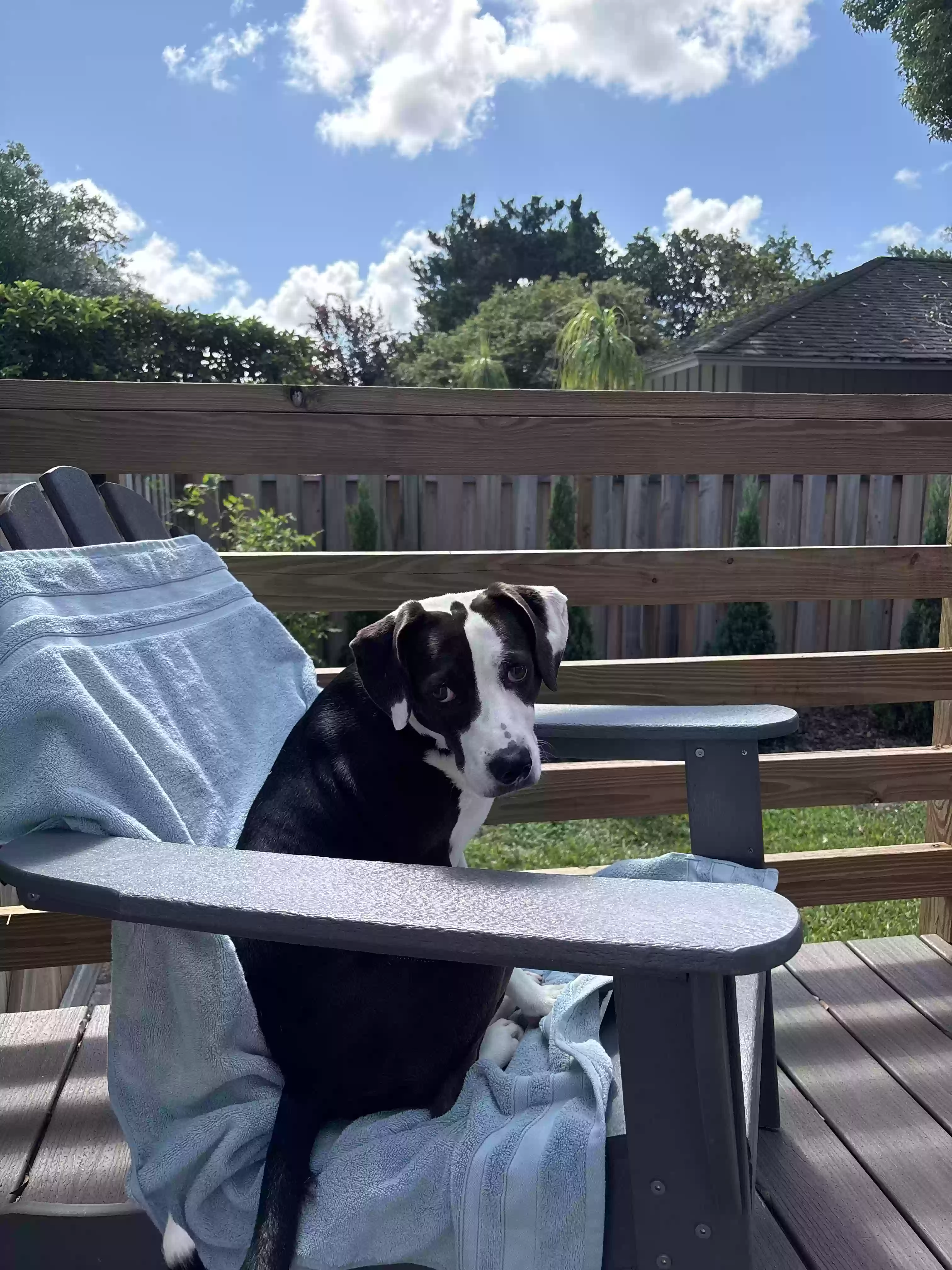 /lostandfound/images/lnfpets/original/178822_photo.webp