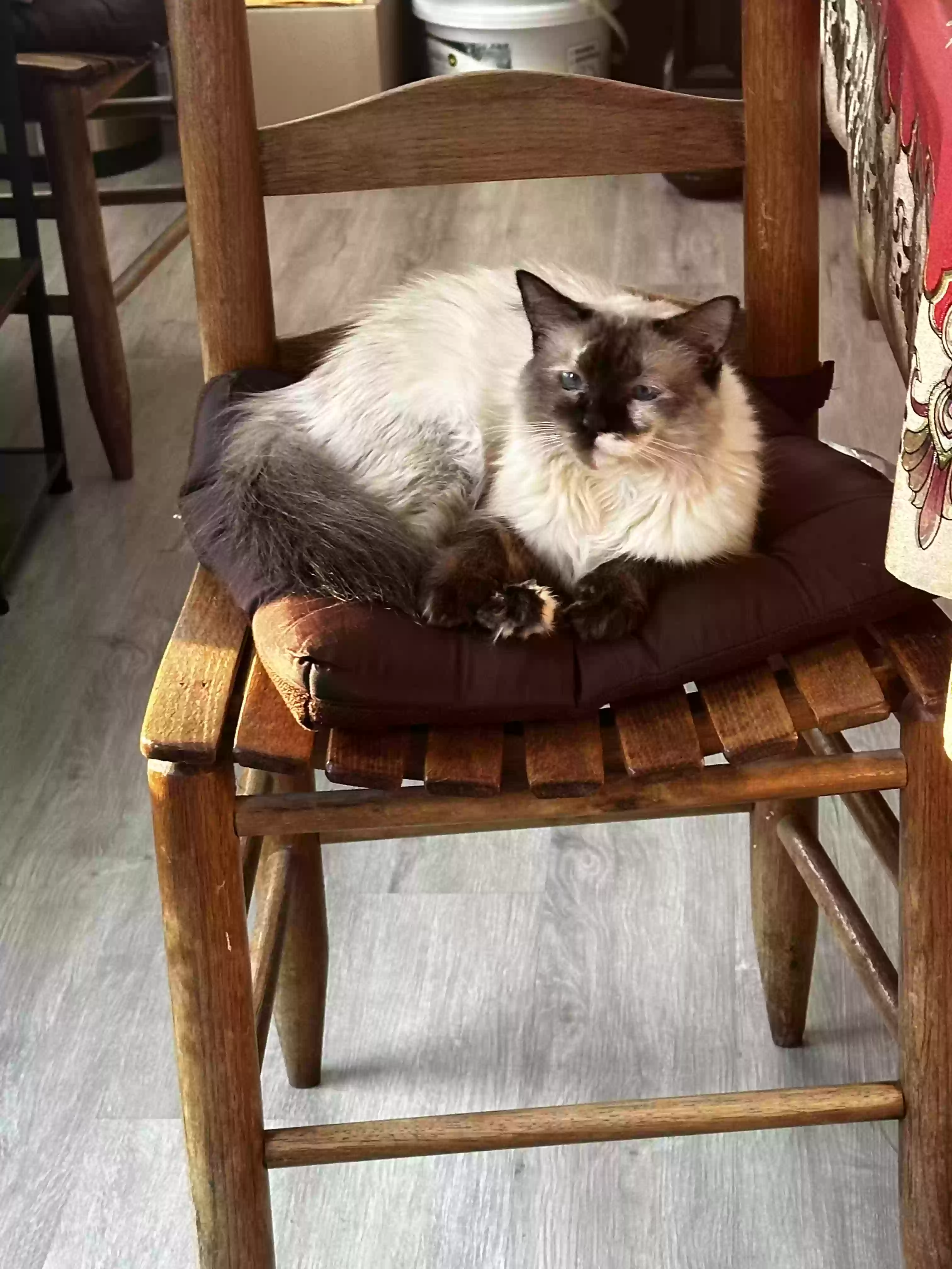 /lostandfound/images/lnfpets/original/178860_photo.webp