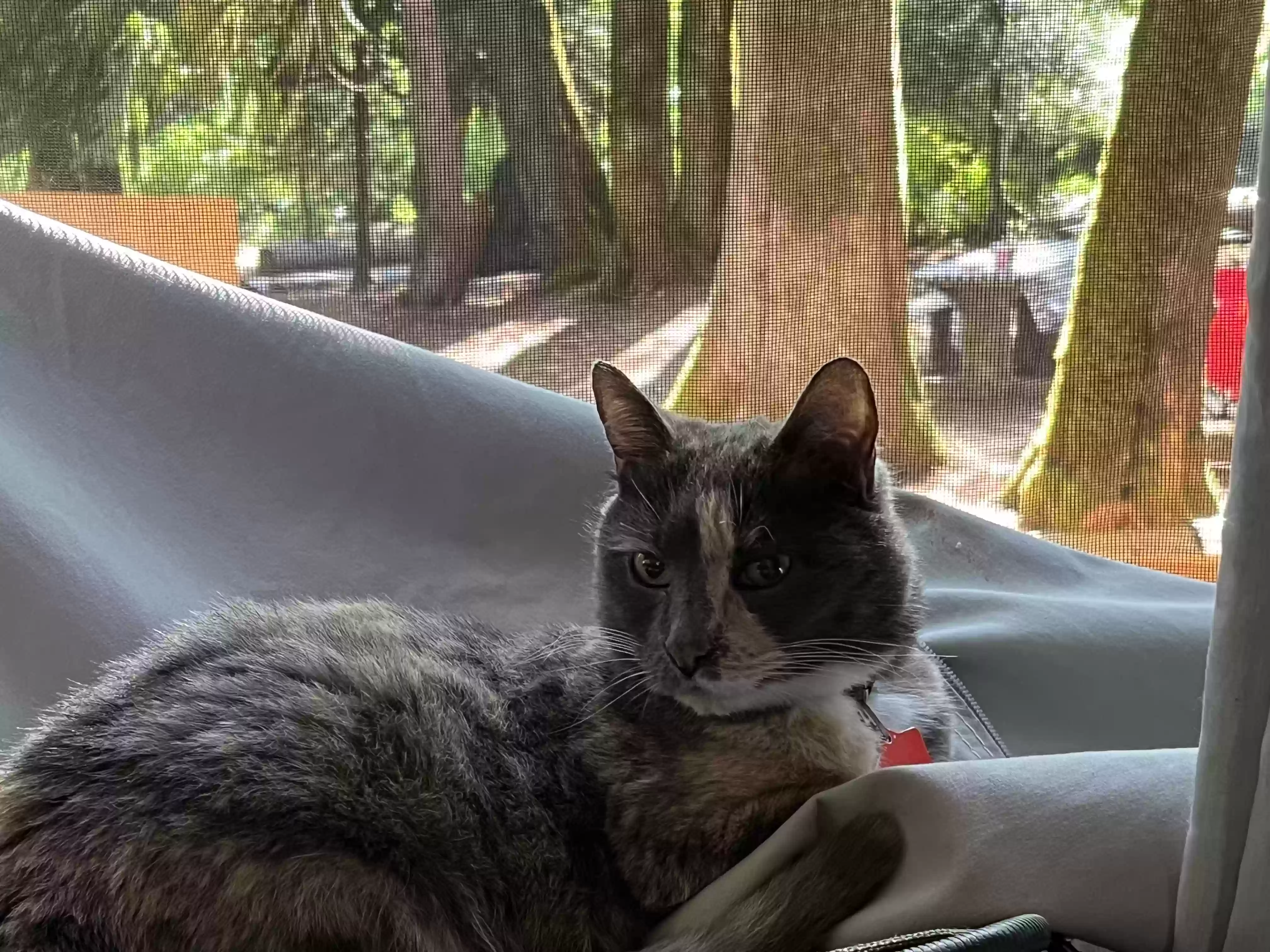 /lostandfound/images/lnfpets/original/178869_photo.webp