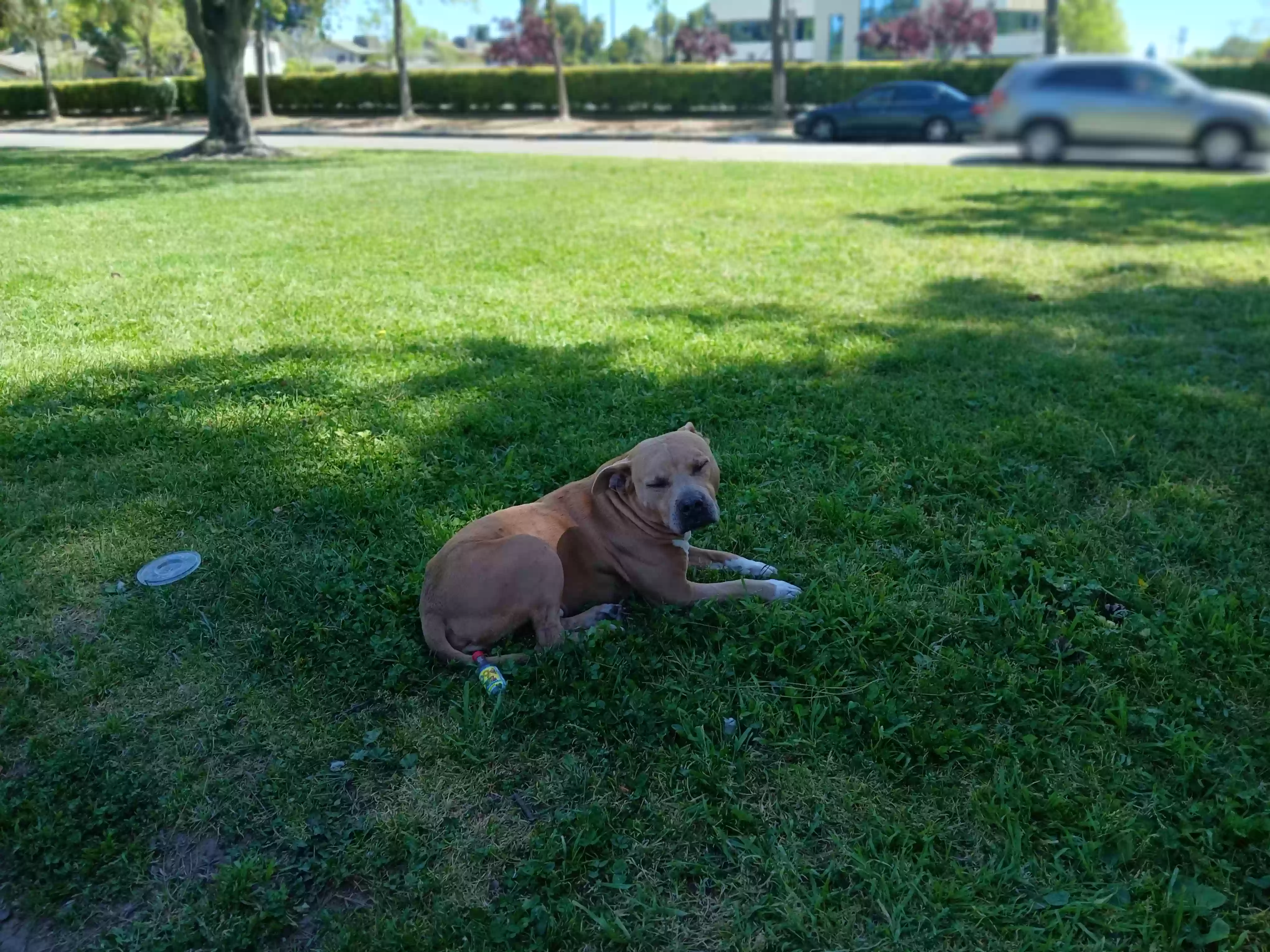/lostandfound/images/lnfpets/original/178882_photo.webp