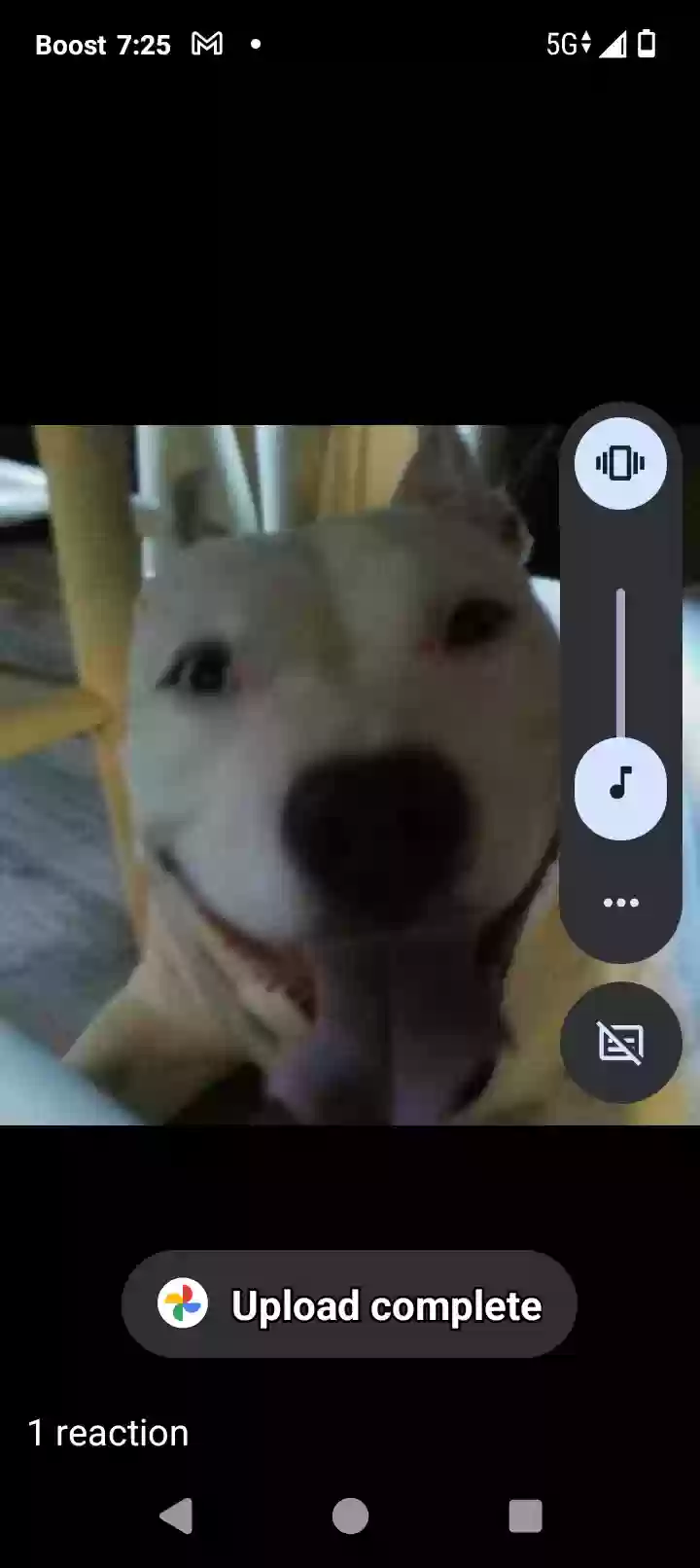 /lostandfound/images/lnfpets/original/178994_photo.webp