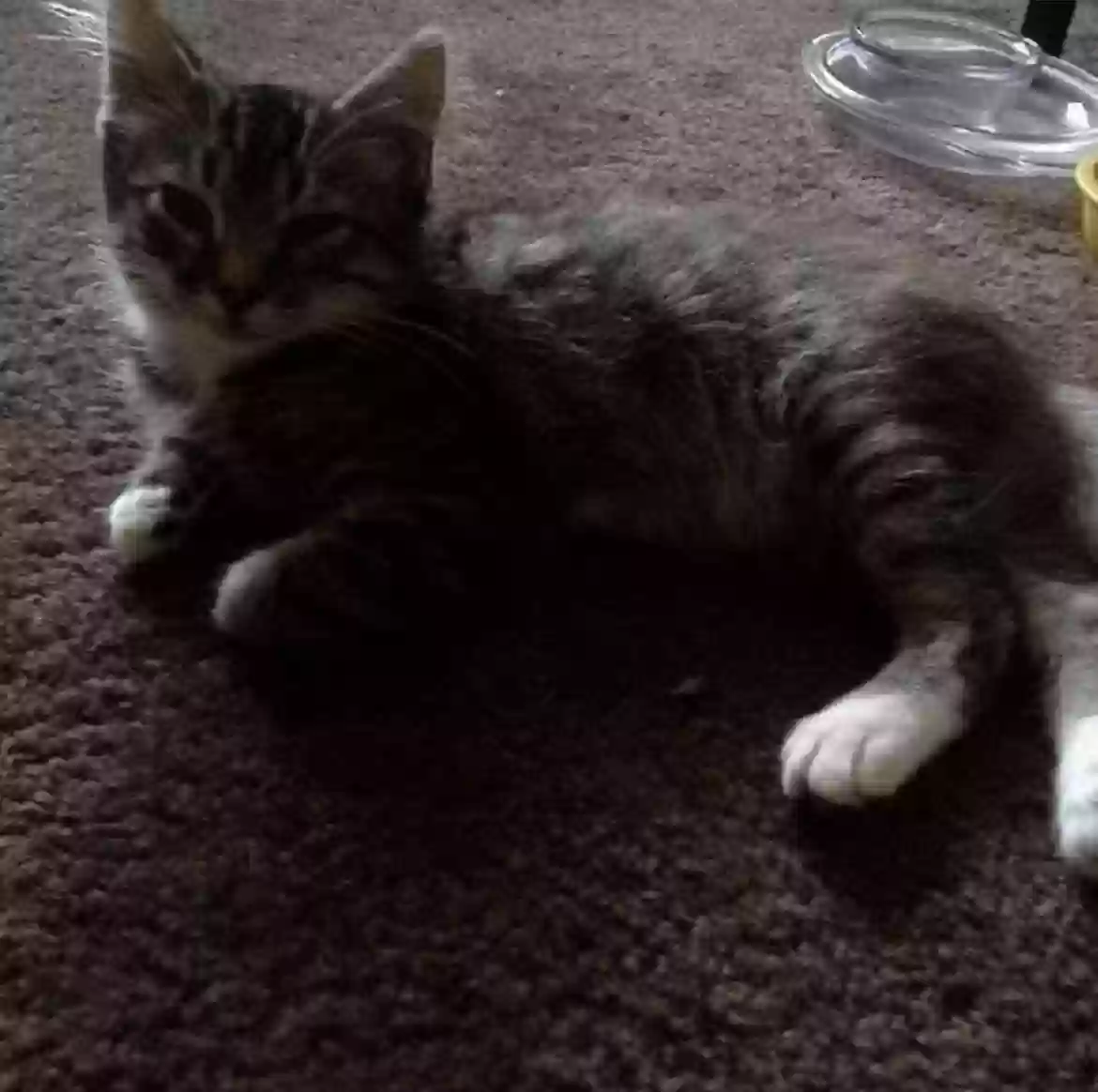 /lostandfound/images/lnfpets/original/179025_photo.webp