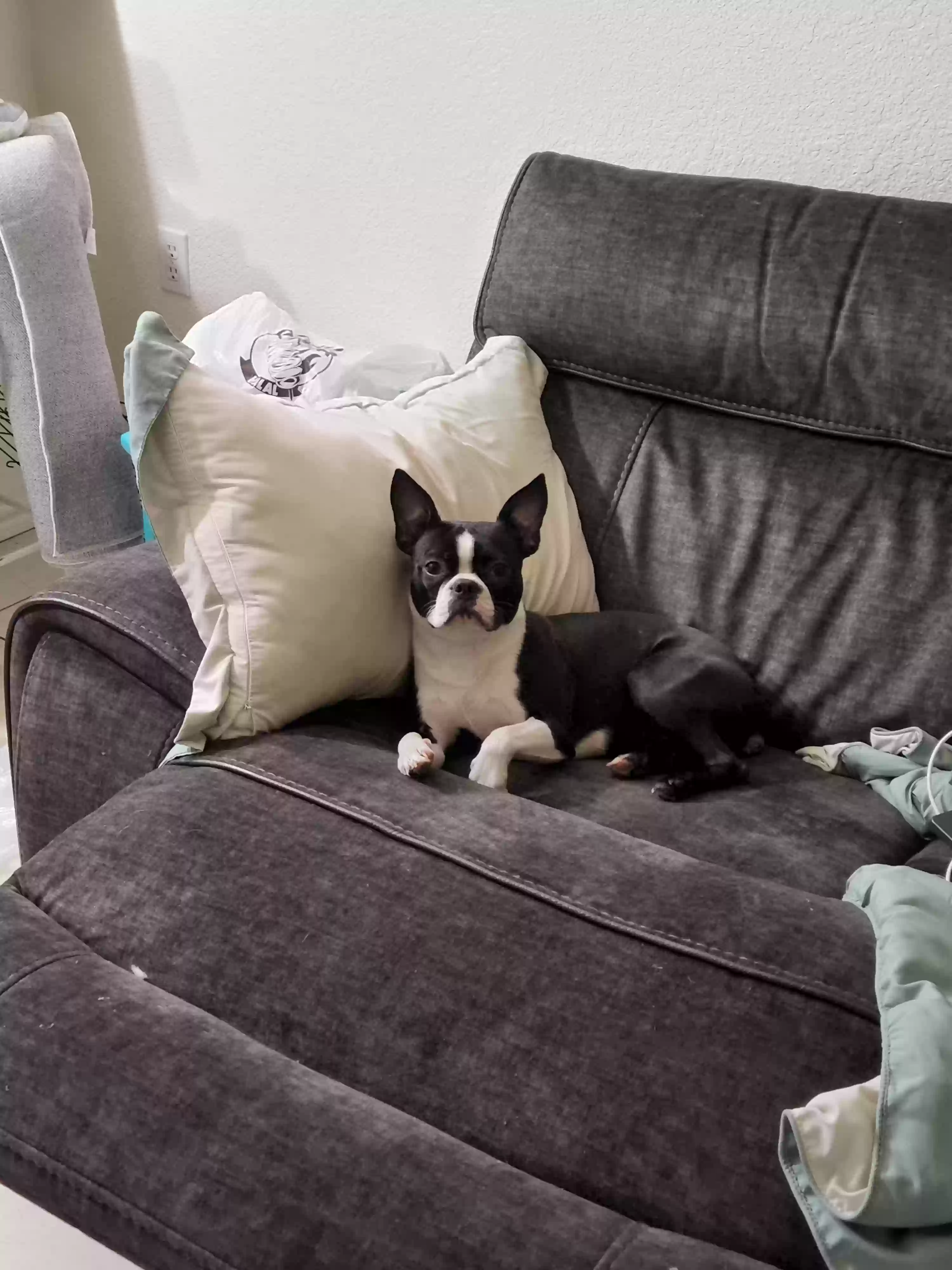 /lostandfound/images/lnfpets/original/179030_photo.webp