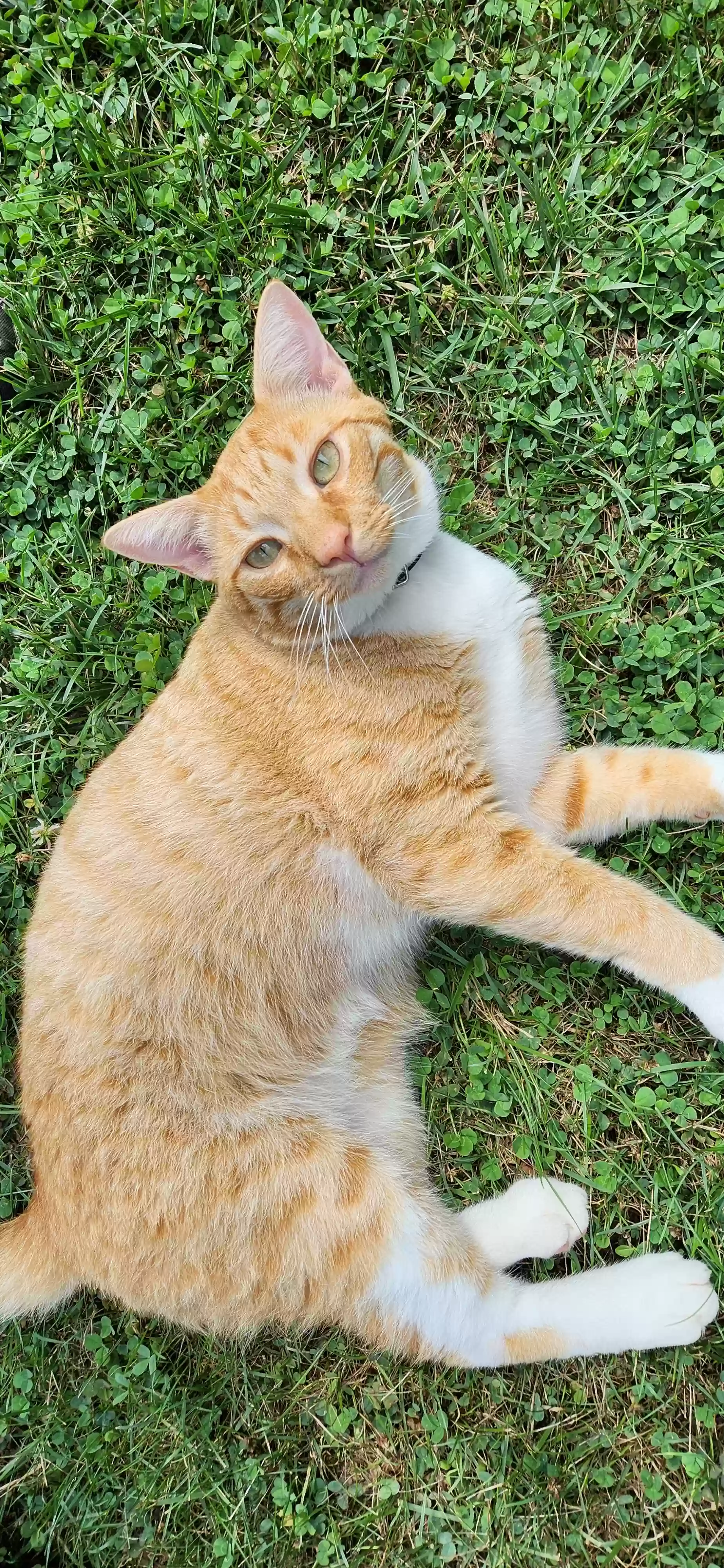 /lostandfound/images/lnfpets/original/179045_photo.webp