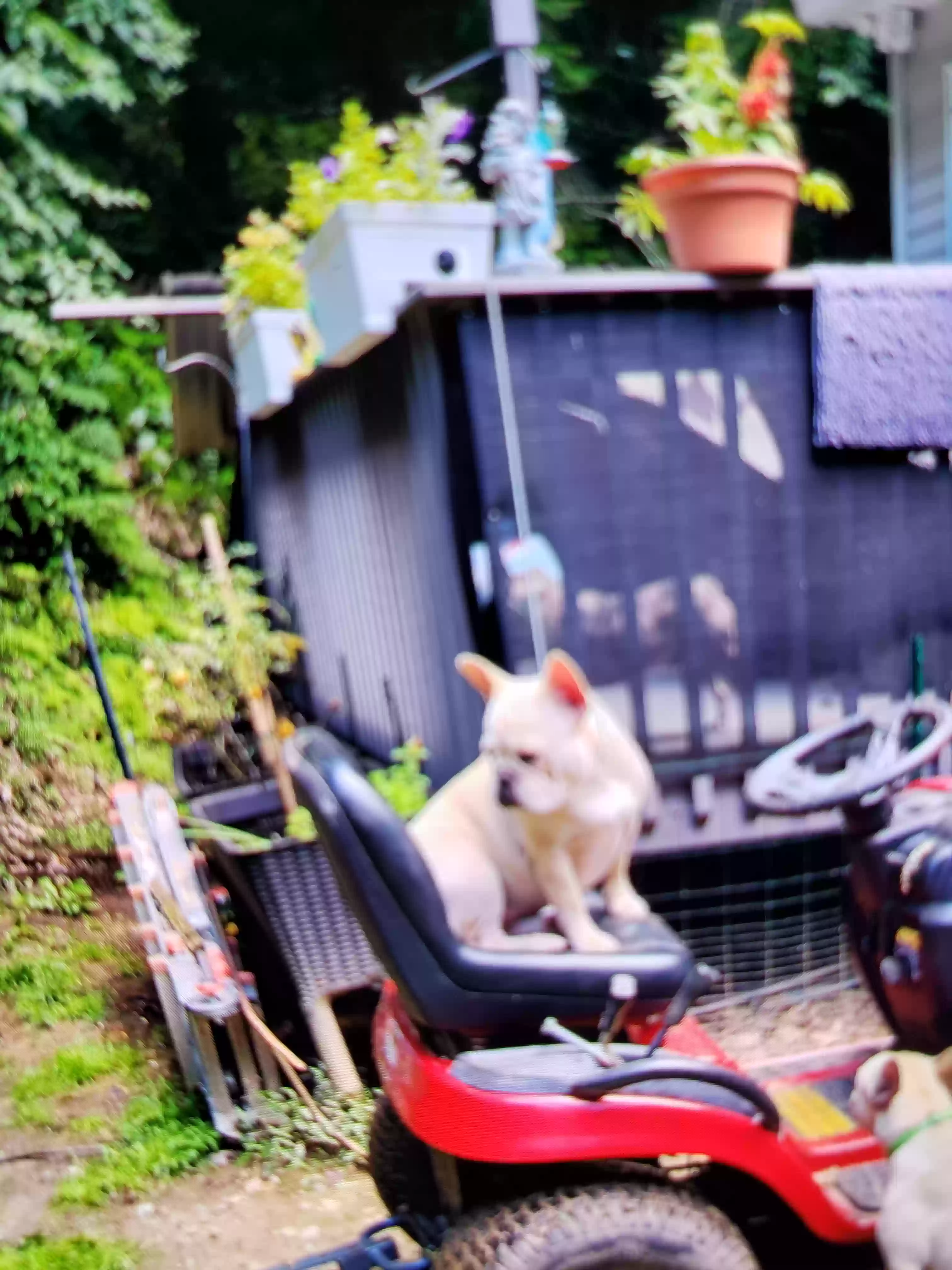 /lostandfound/images/lnfpets/original/179112_photo.webp