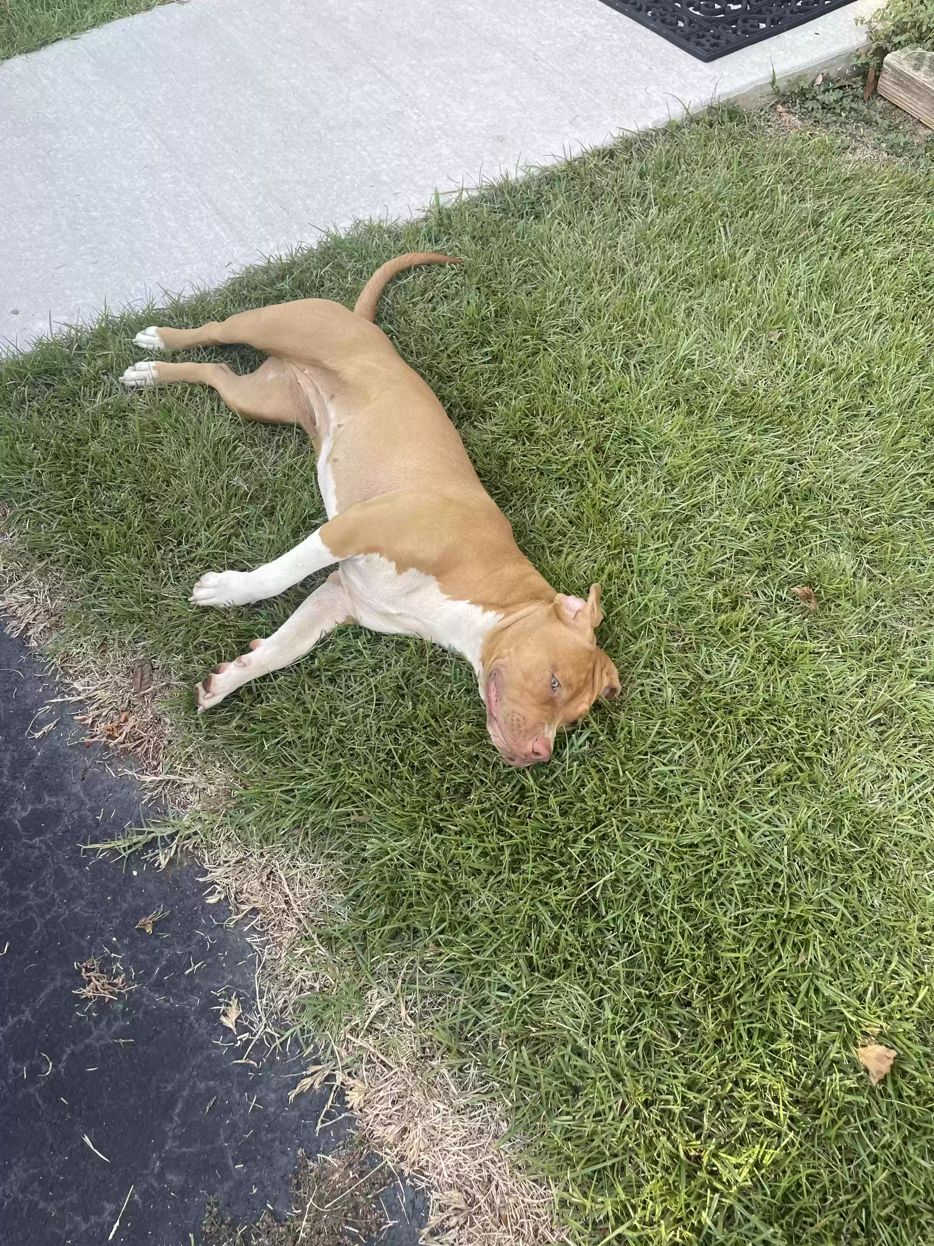 /lostandfound/images/lnfpets/original/179160_photo.webp