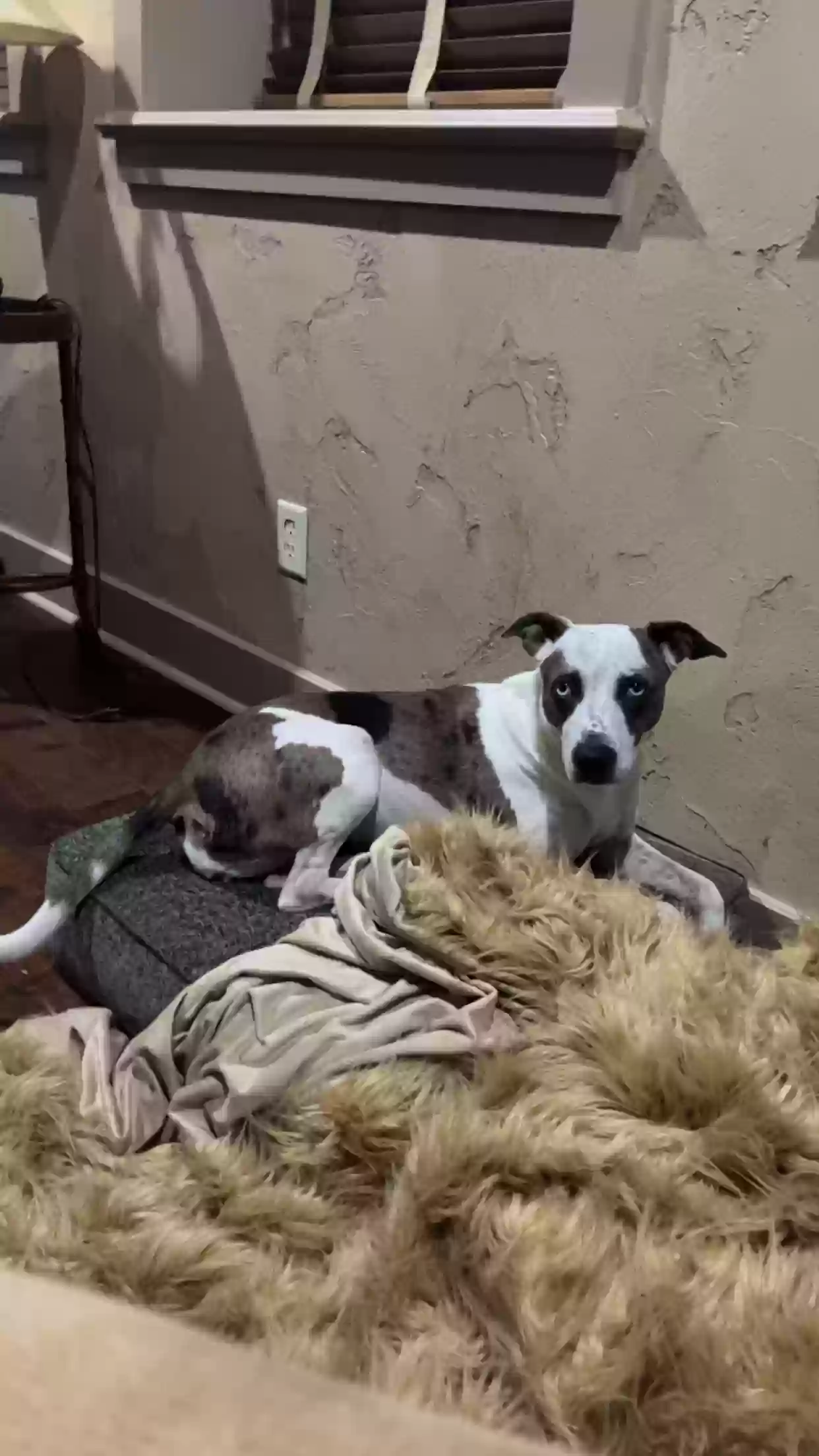 /lostandfound/images/lnfpets/original/179170_photo.webp