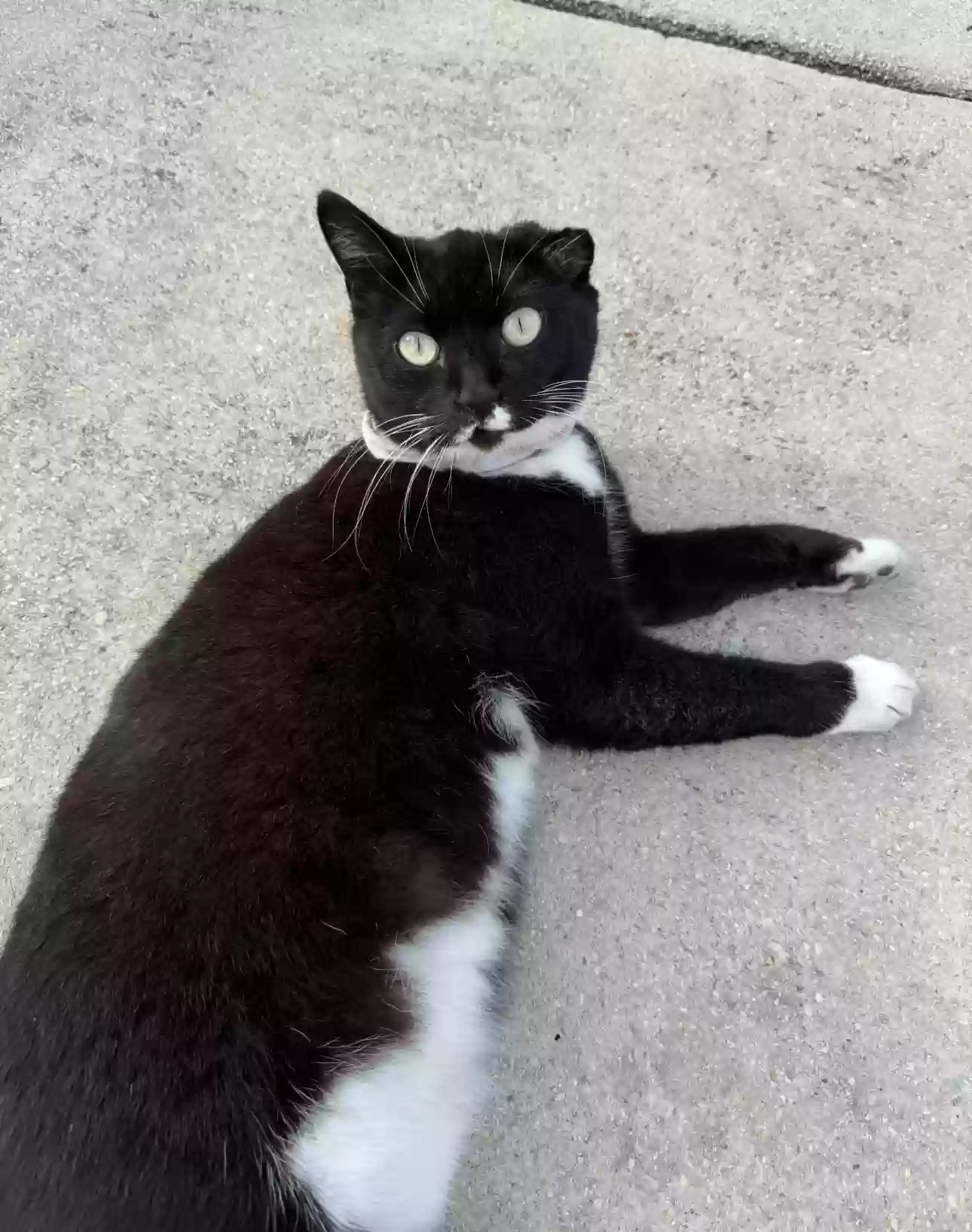 /lostandfound/images/lnfpets/original/179175_photo.webp