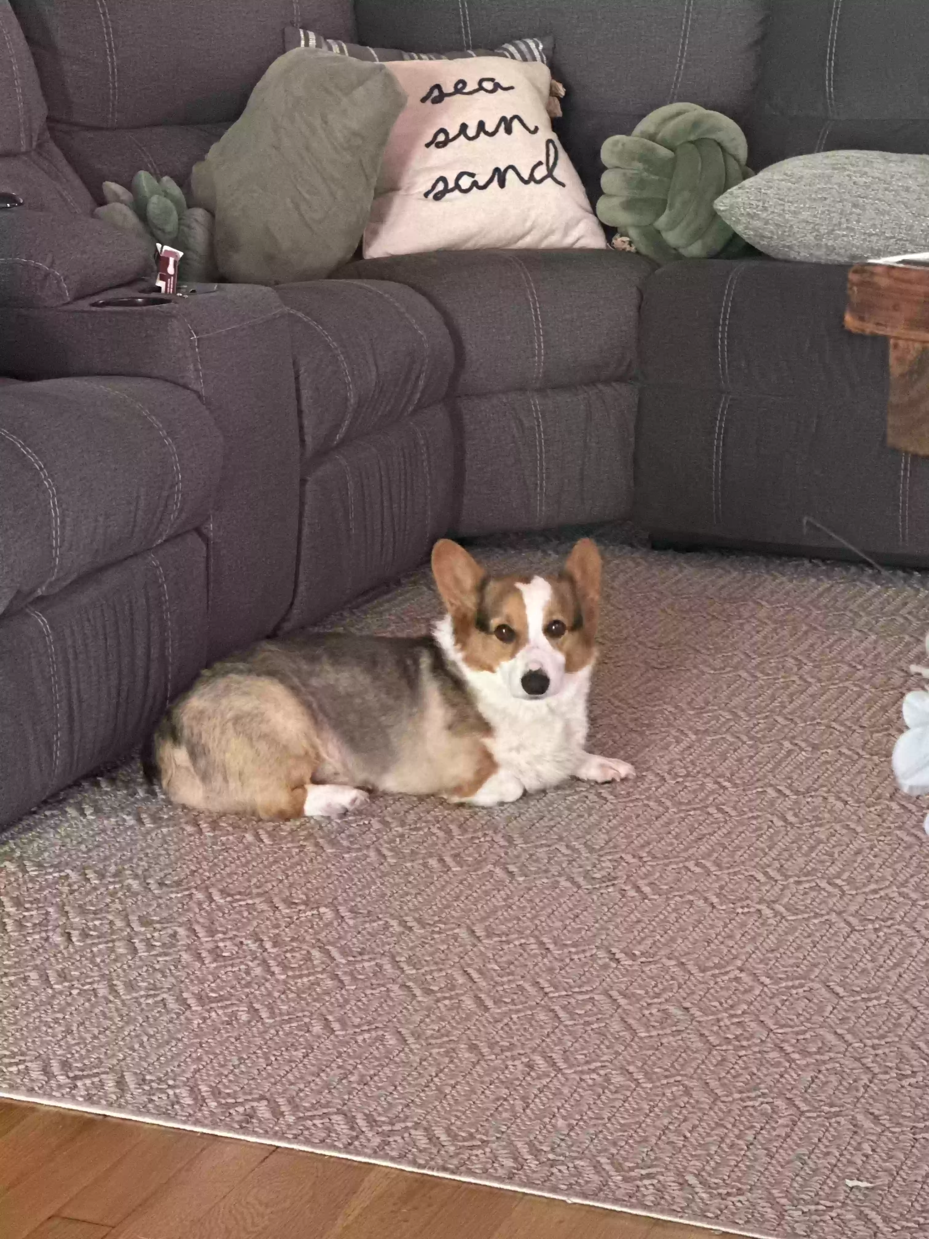 /lostandfound/images/lnfpets/original/179243_photo.webp