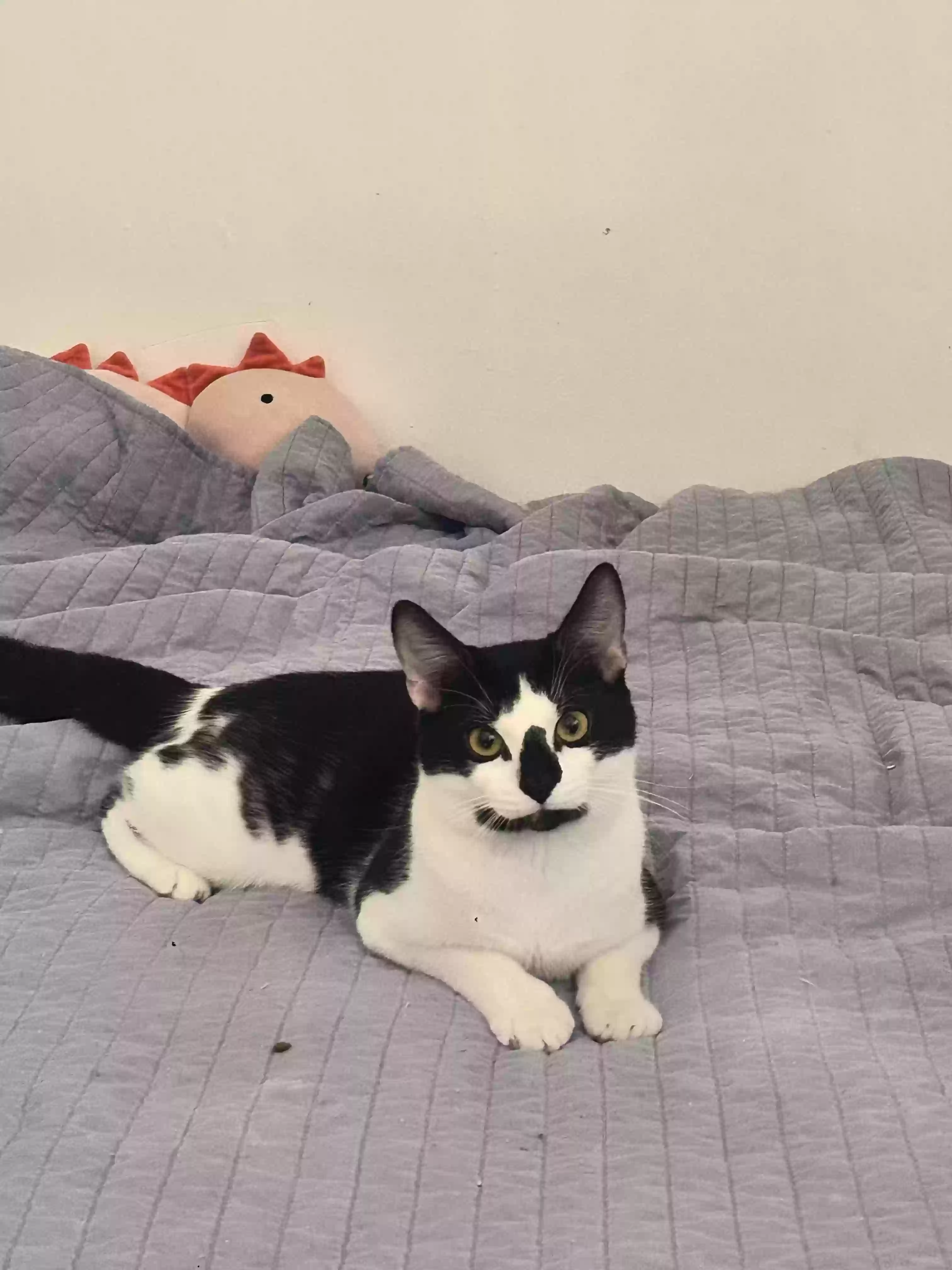 /lostandfound/images/lnfpets/original/179252_photo.webp