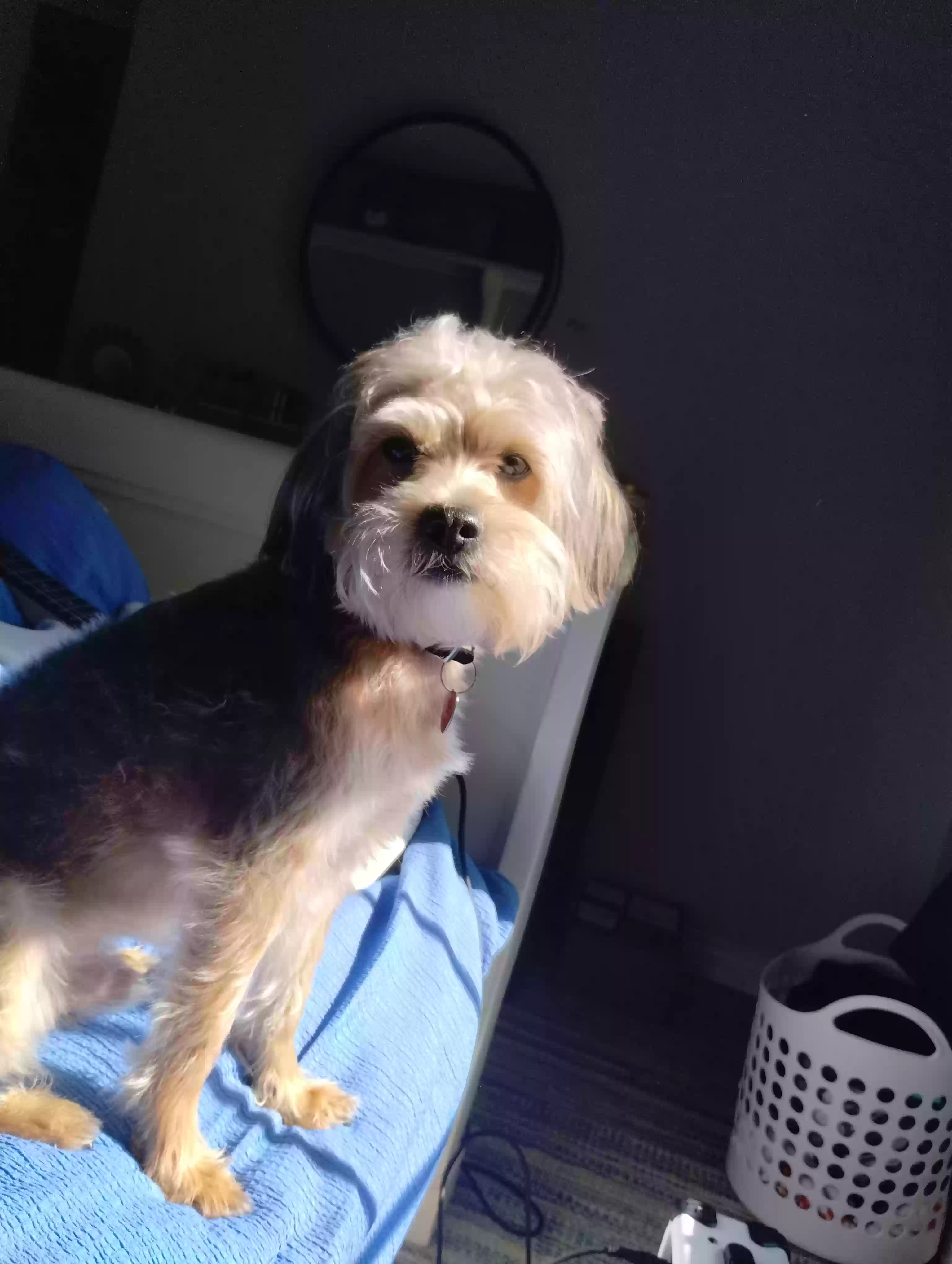 /lostandfound/images/lnfpets/original/179270_photo.webp