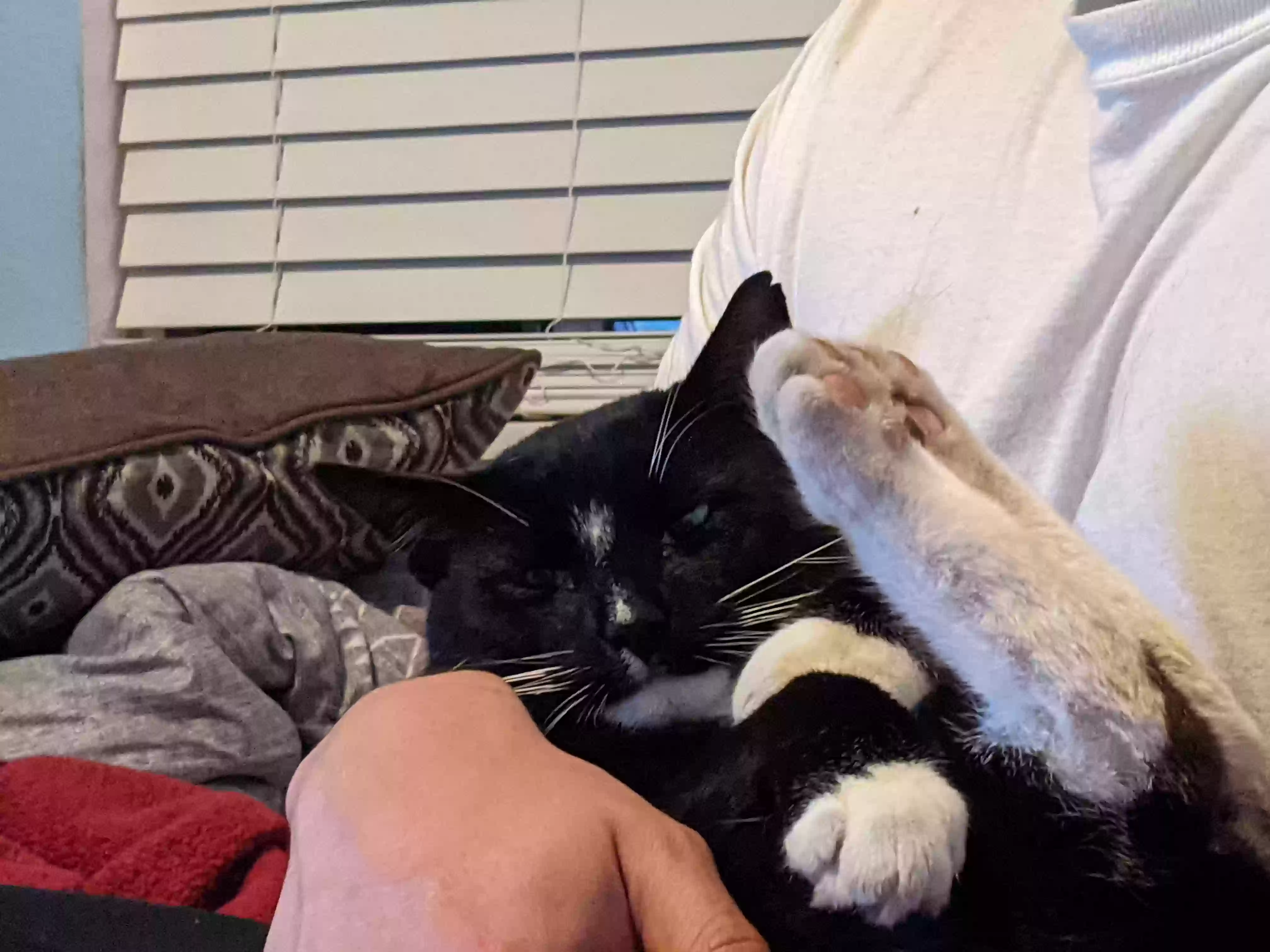 /lostandfound/images/lnfpets/original/179323_photo.webp