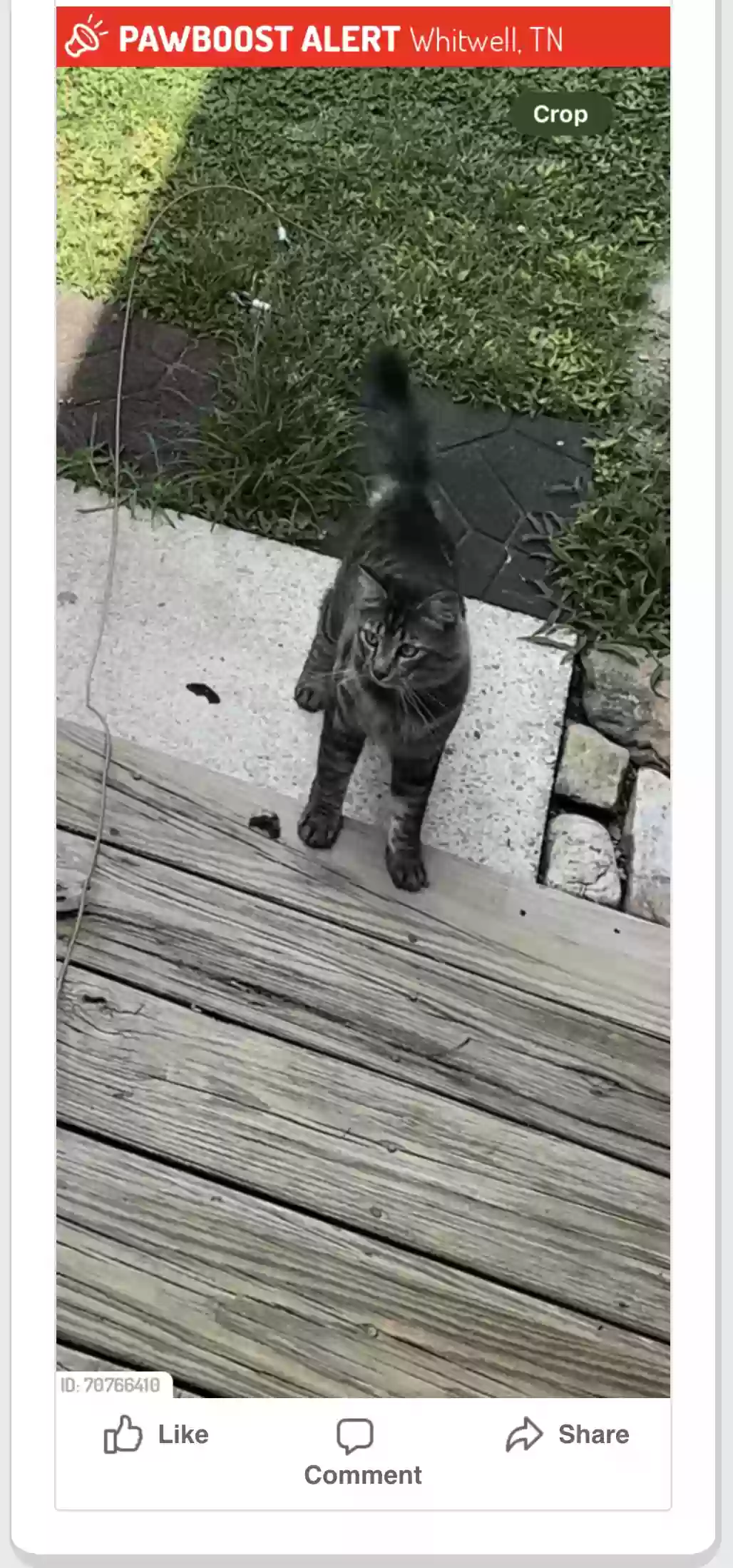 /lostandfound/images/lnfpets/original/179427_photo.webp