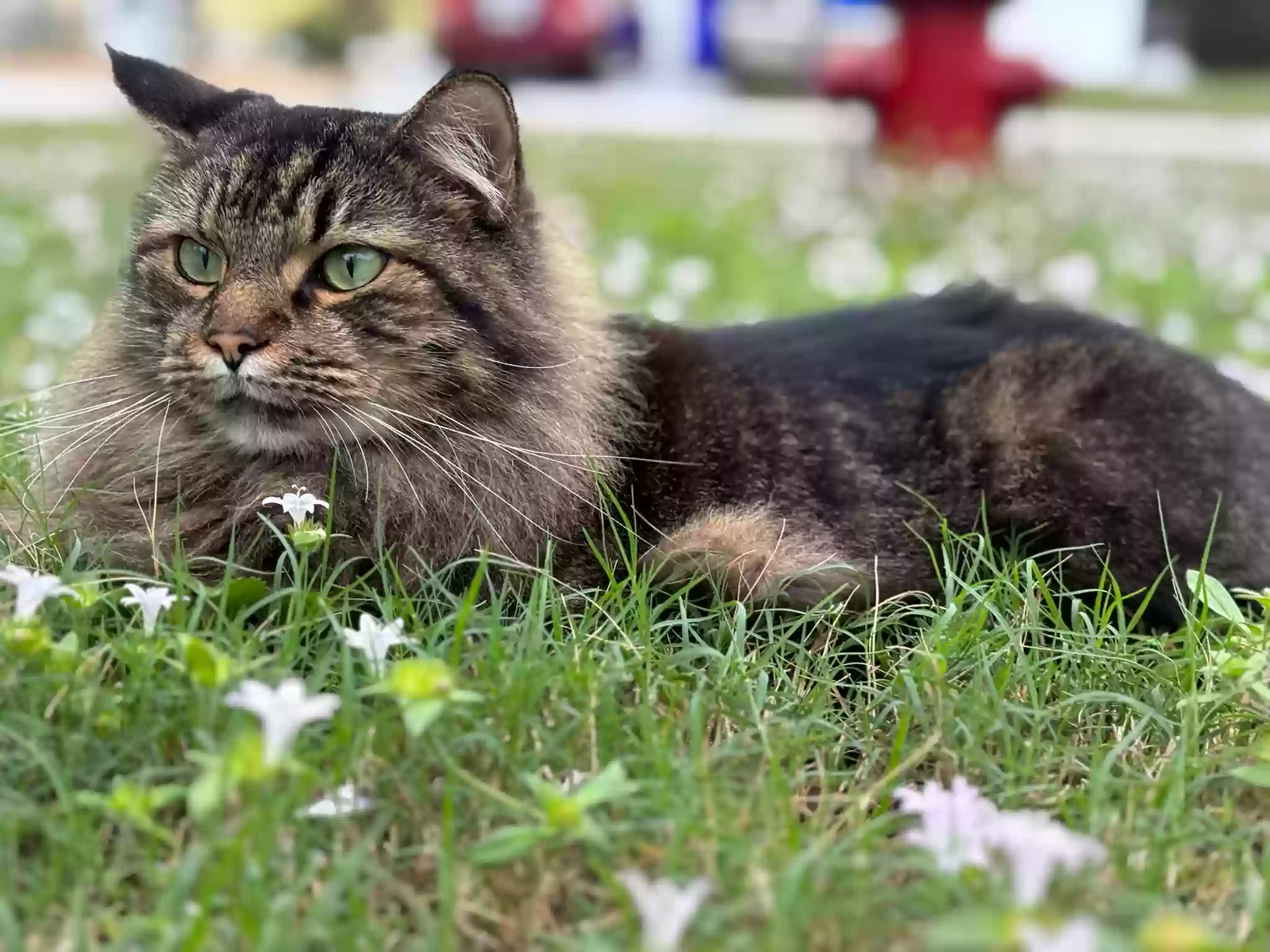 /lostandfound/images/lnfpets/original/179493_photo.webp