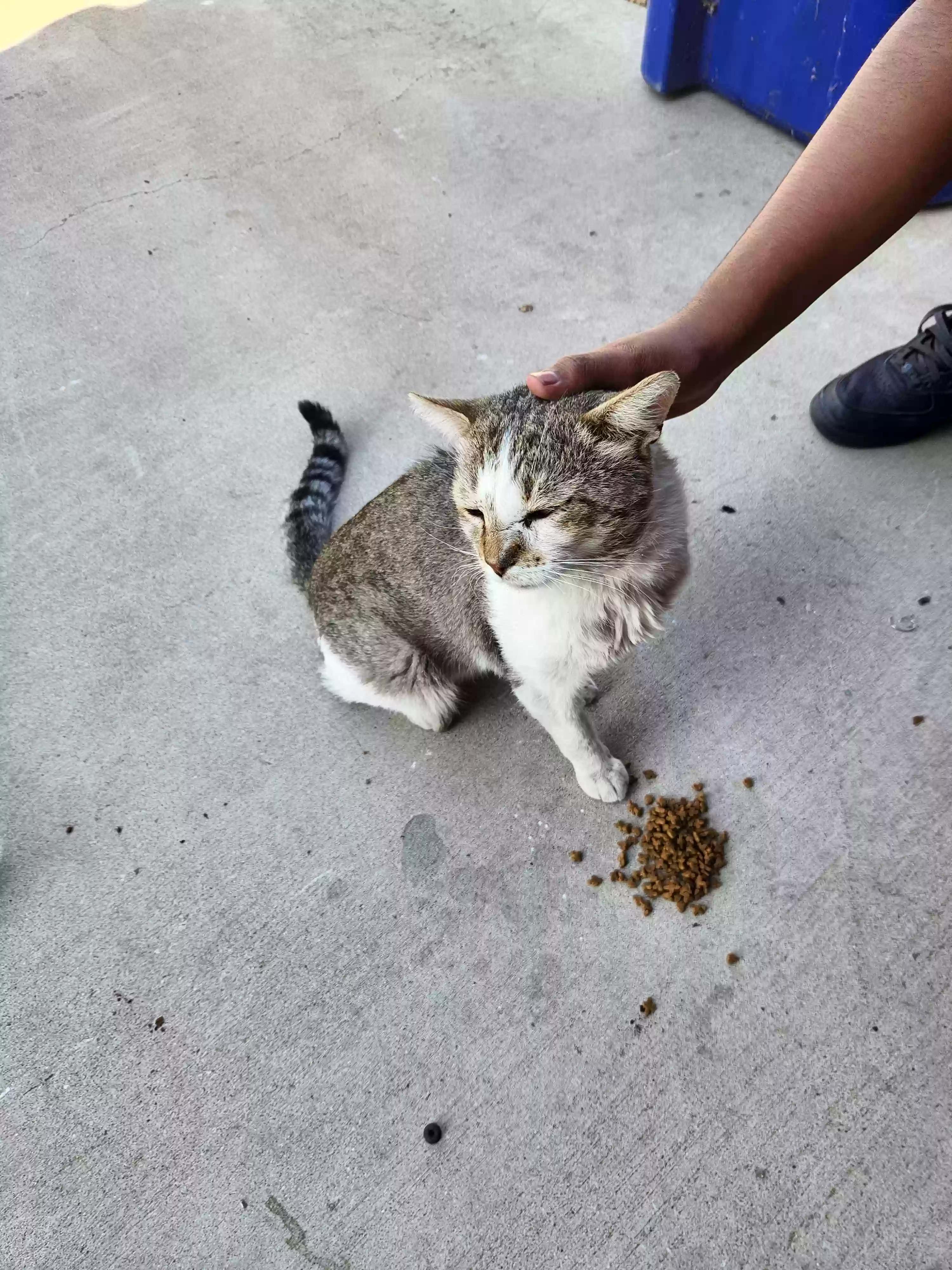 /lostandfound/images/lnfpets/original/179499_photo.webp