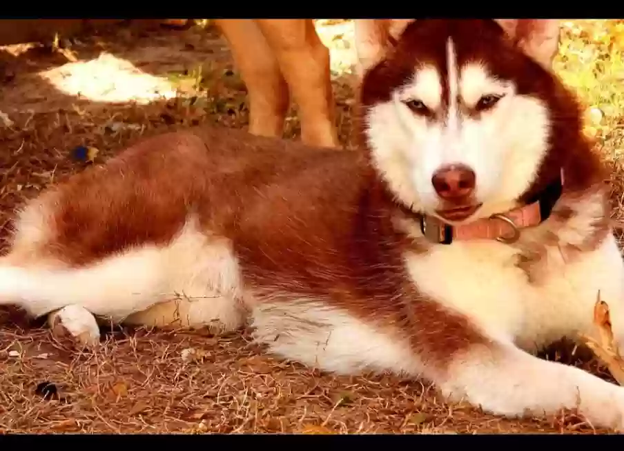 /lostandfound/images/lnfpets/original/179557_photo.webp