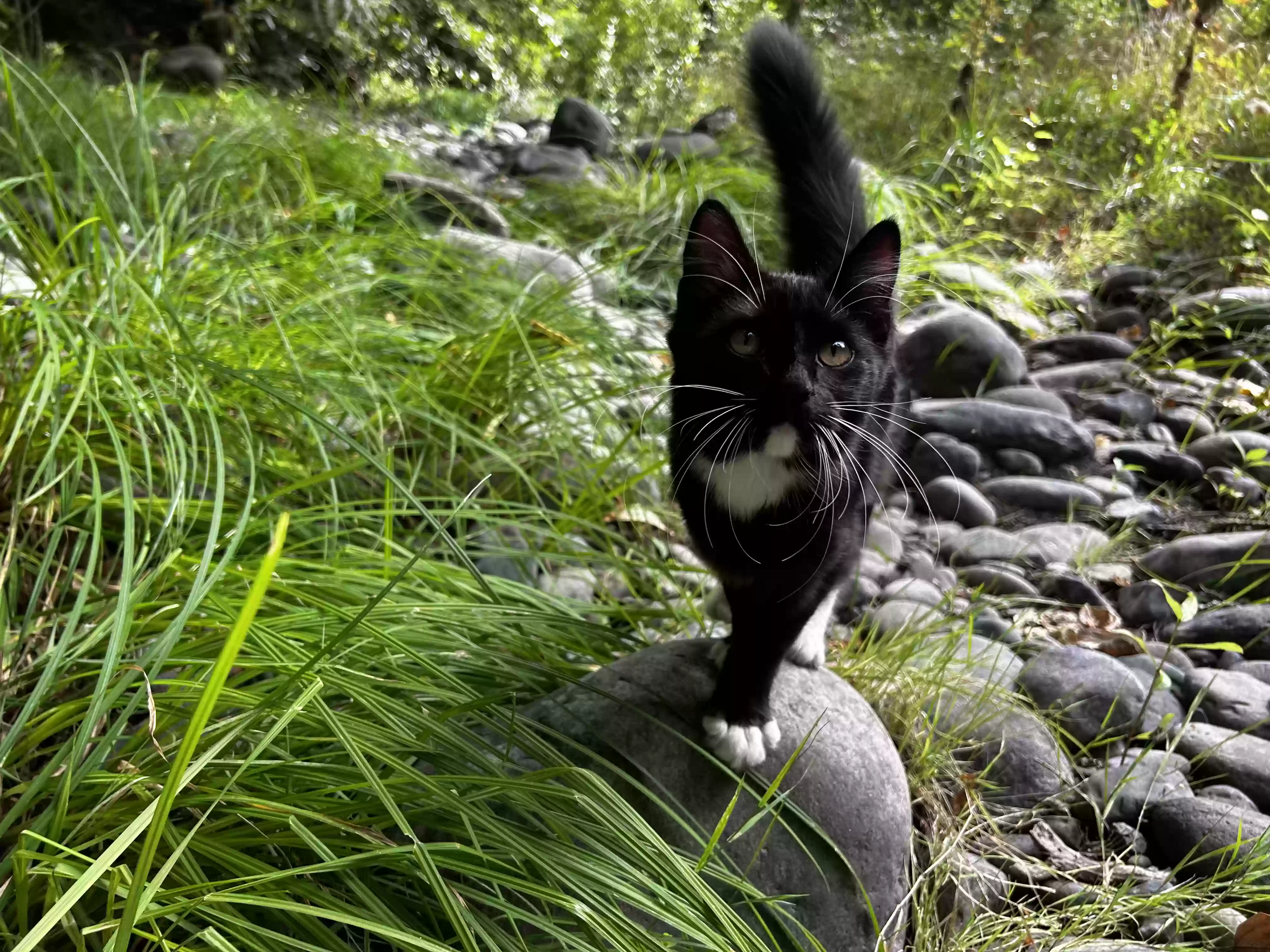 /lostandfound/images/lnfpets/original/179596_photo.webp