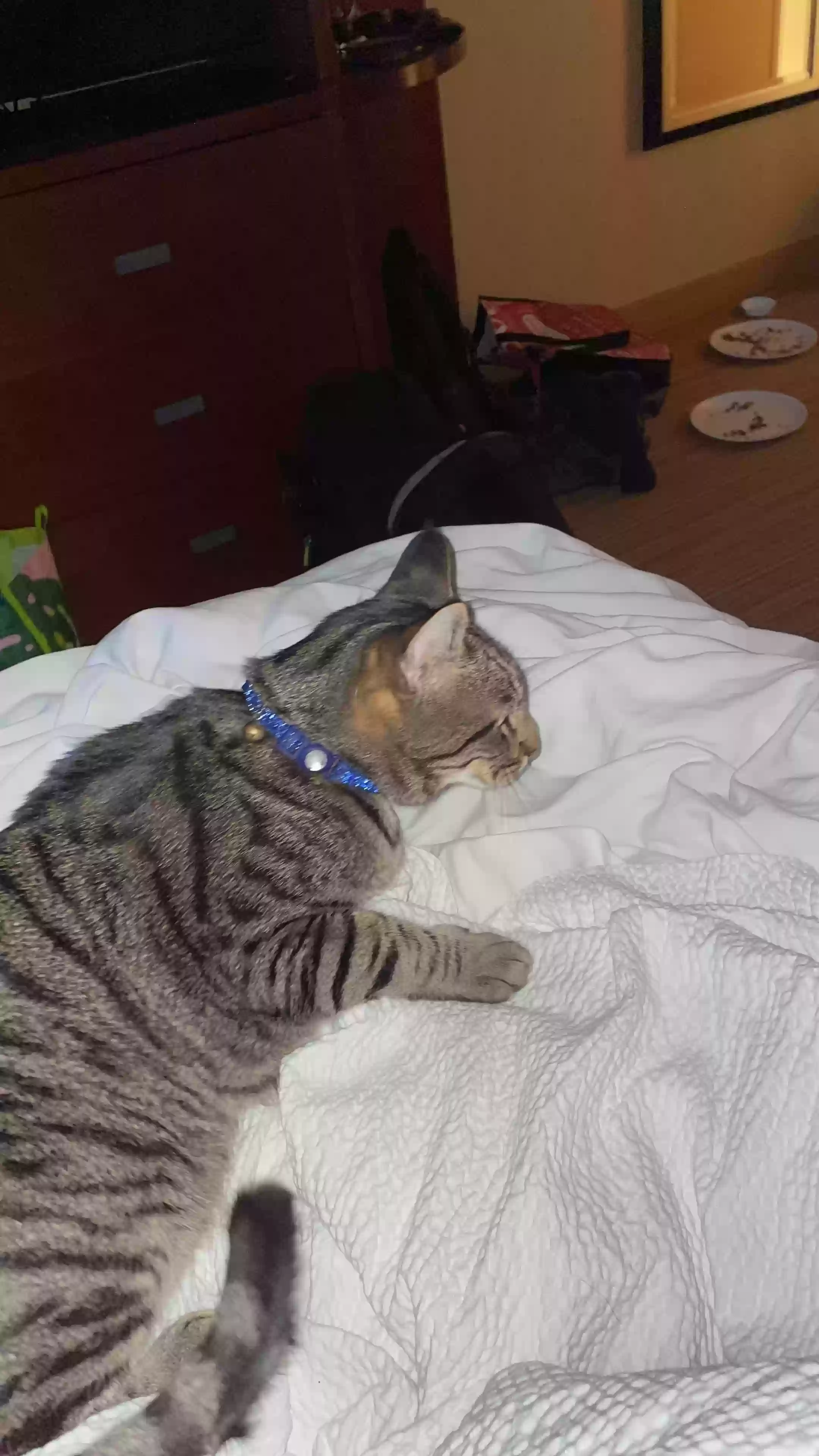 /lostandfound/images/lnfpets/original/179609_photo.webp