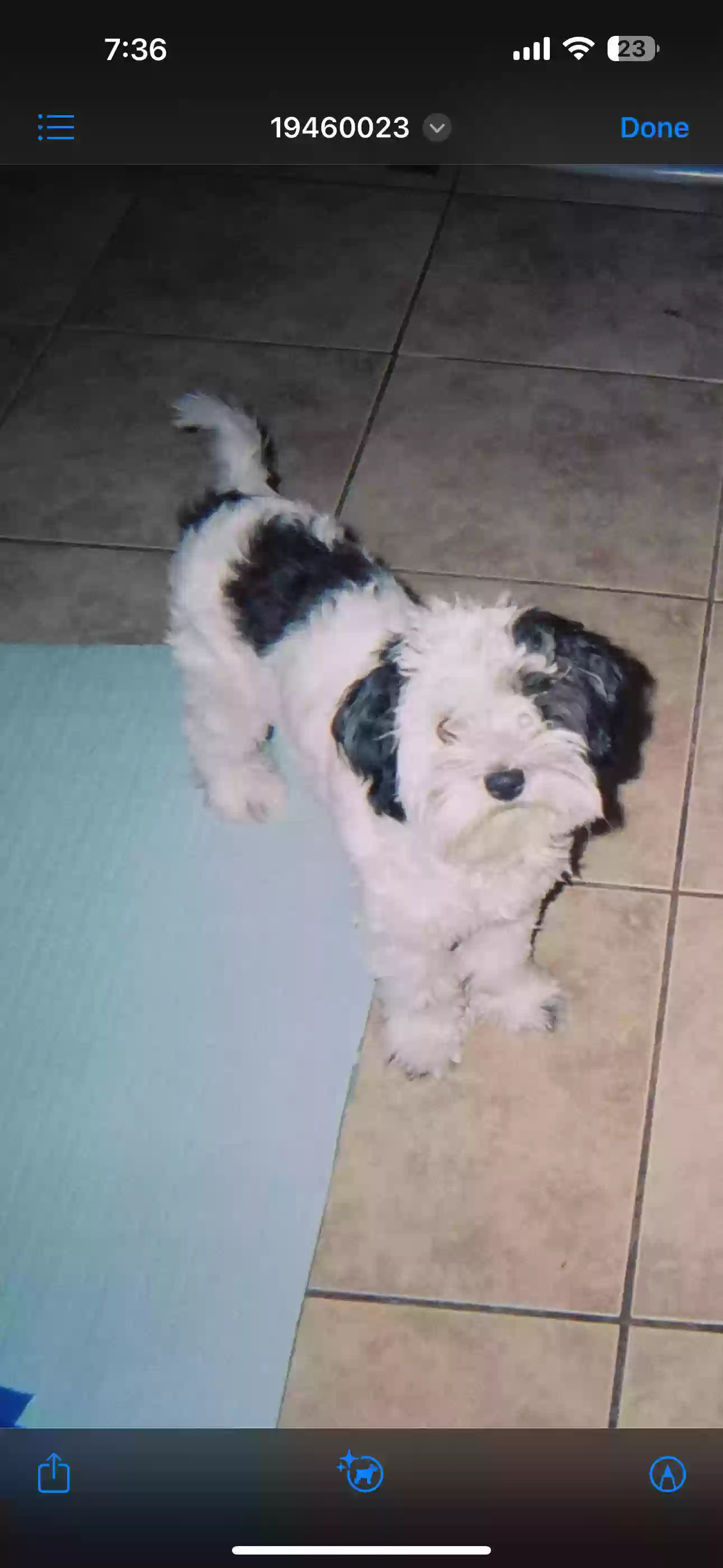 /lostandfound/images/lnfpets/original/179613_photo.webp