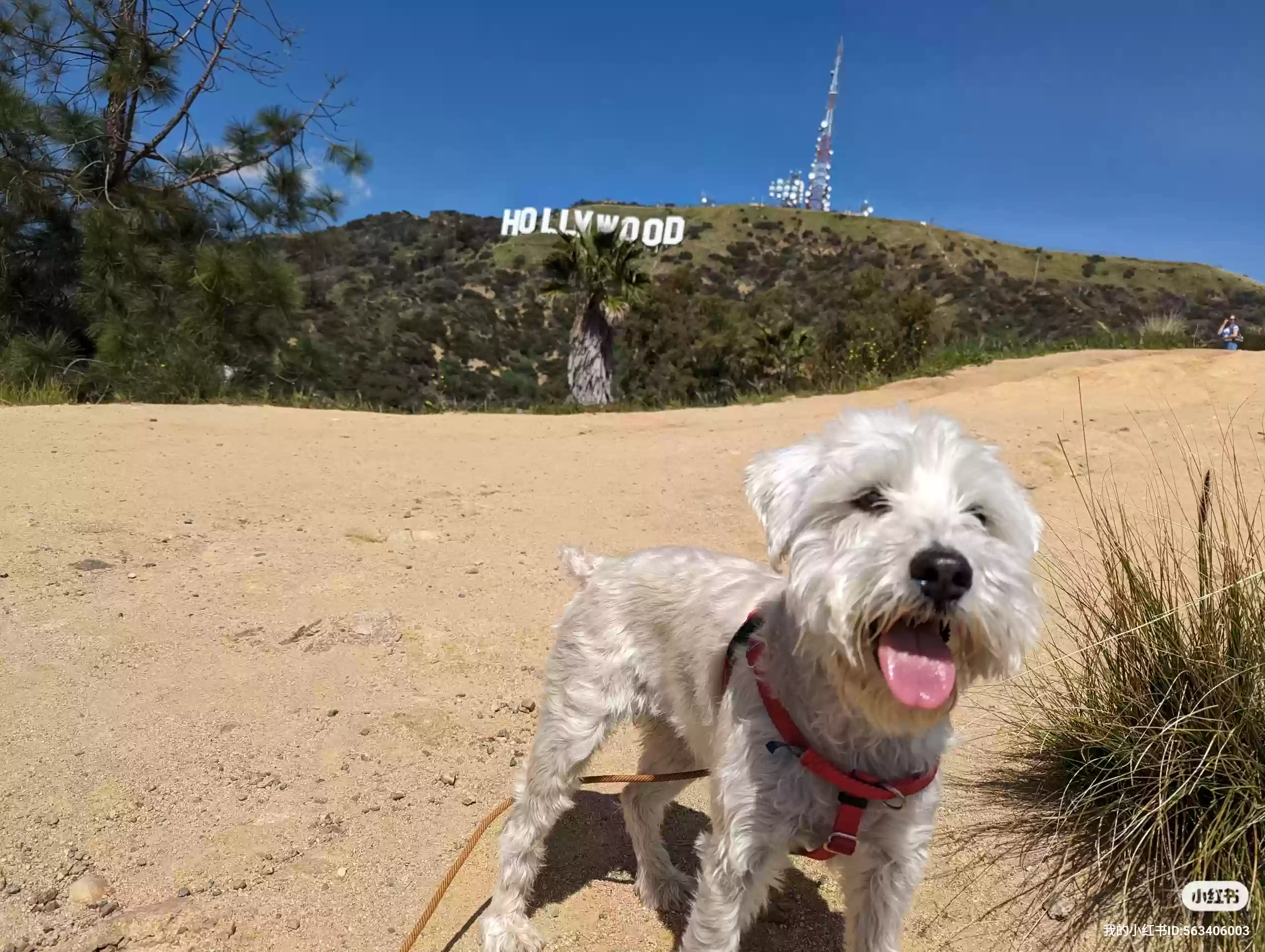 /lostandfound/images/lnfpets/original/179624_photo.webp