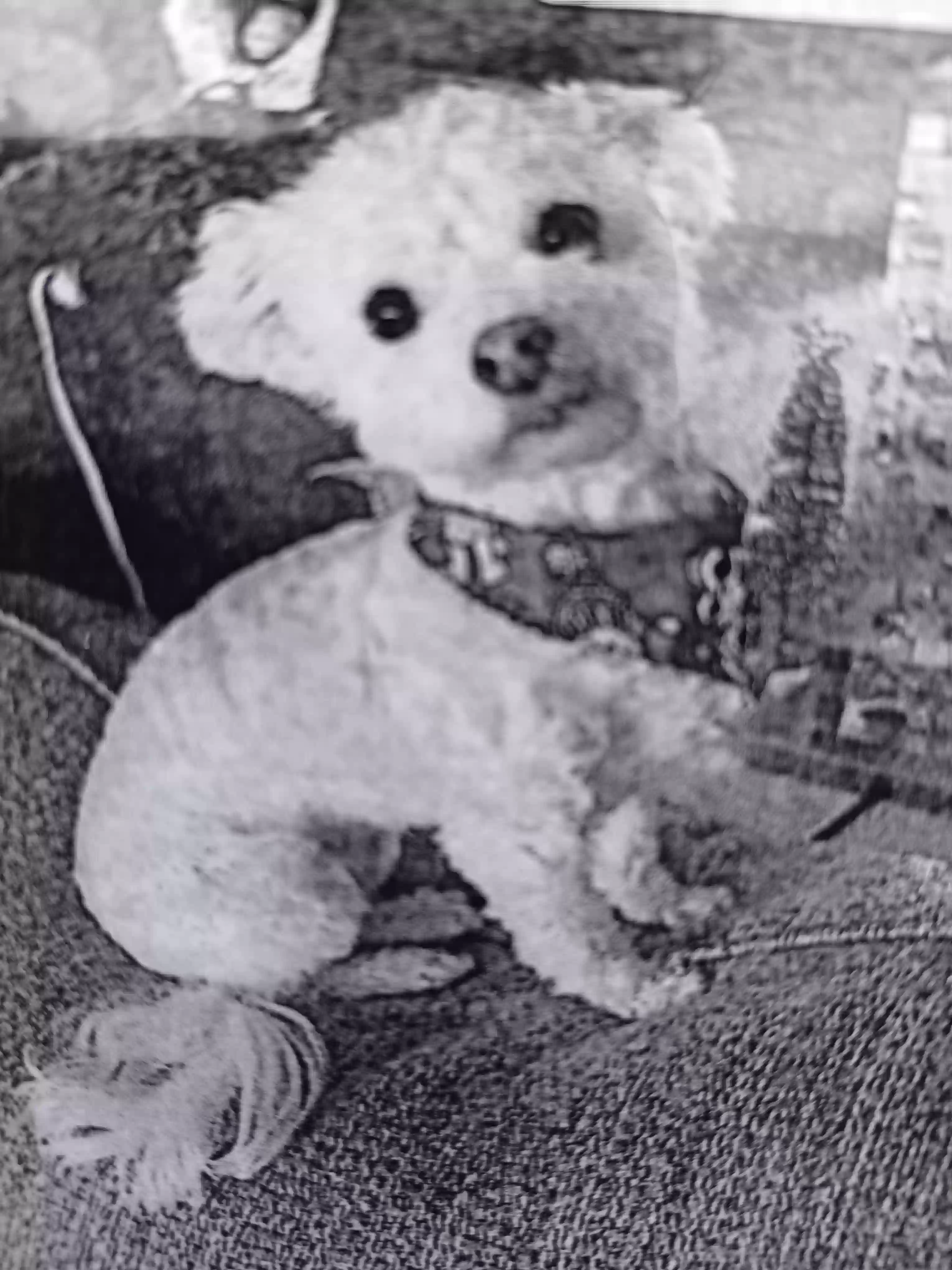 /lostandfound/images/lnfpets/original/179662_photo.webp