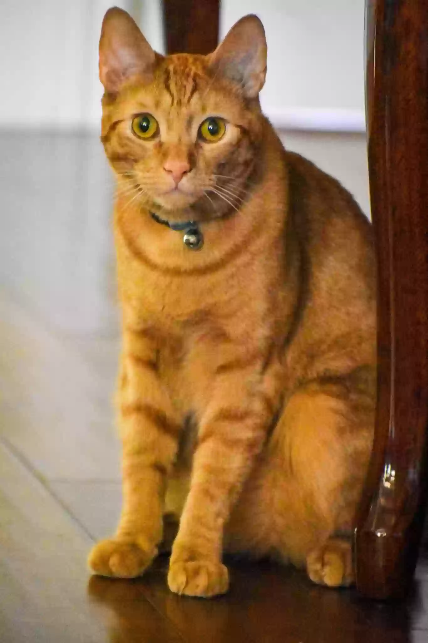 /lostandfound/images/lnfpets/original/179693_photo.webp