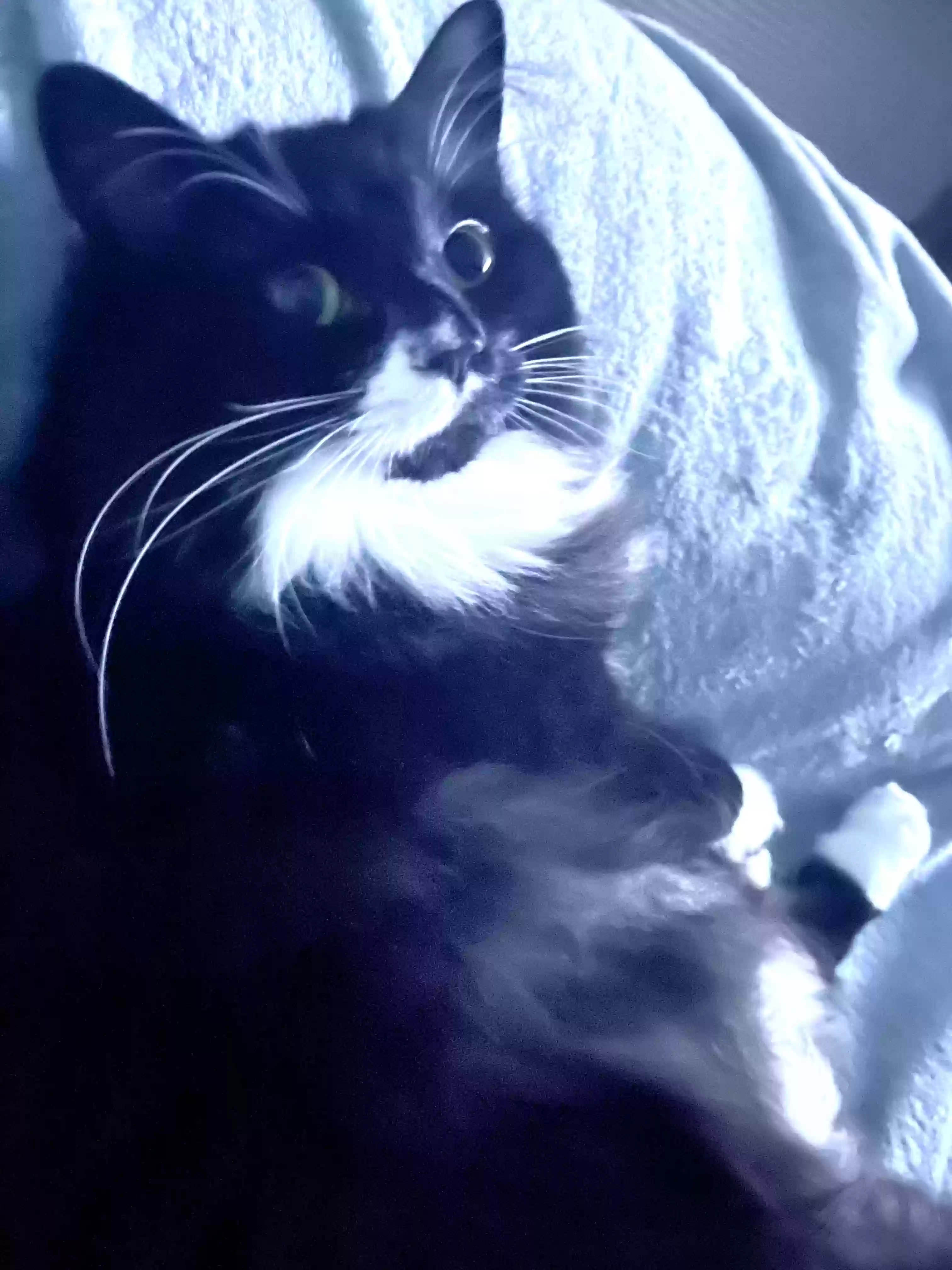 /lostandfound/images/lnfpets/original/179708_photo.webp