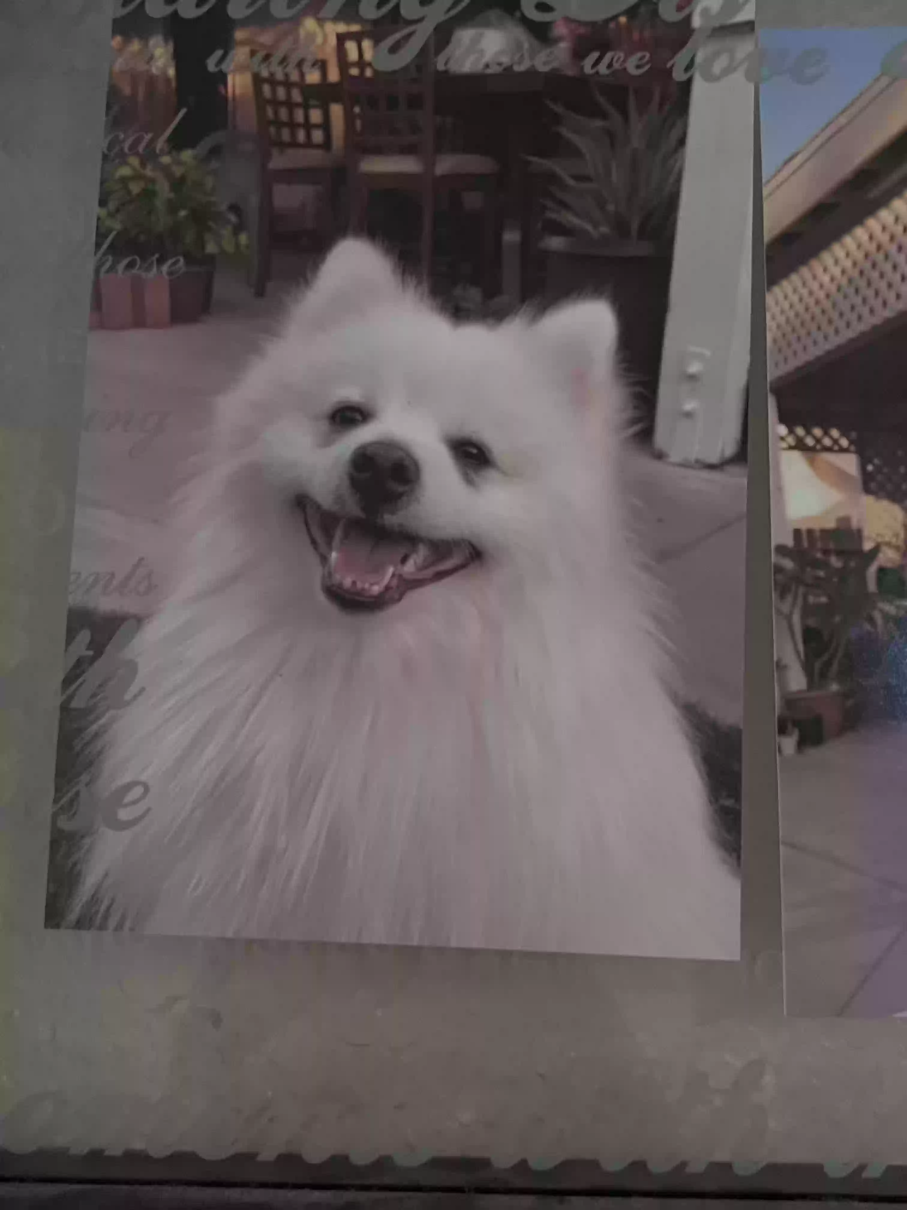 /lostandfound/images/lnfpets/original/179772_photo.webp