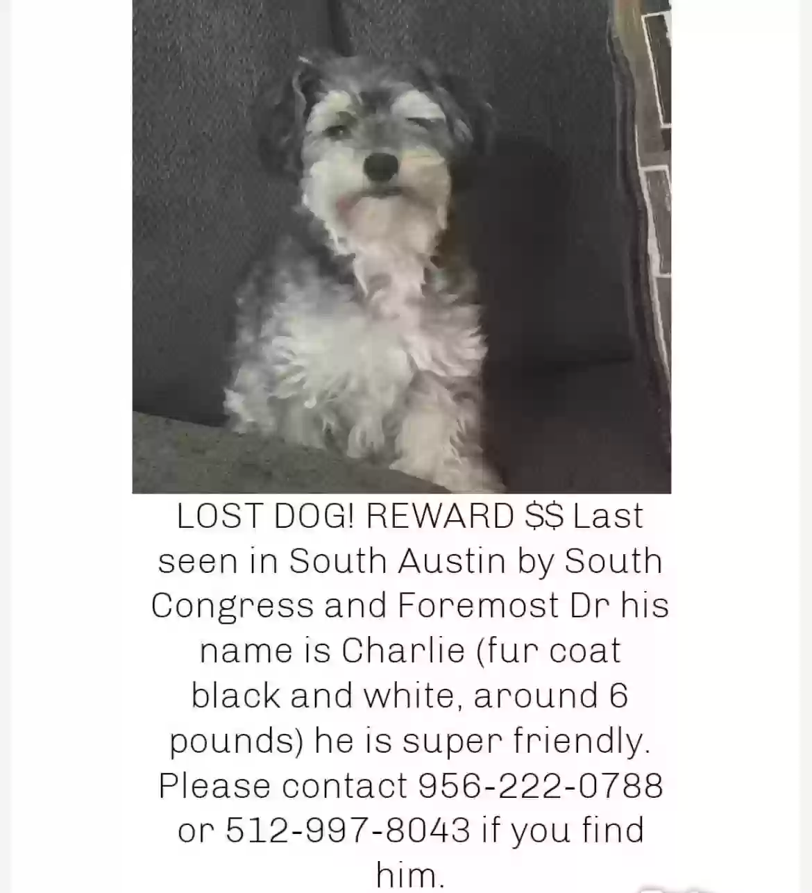 /lostandfound/images/lnfpets/original/179780_photo.webp
