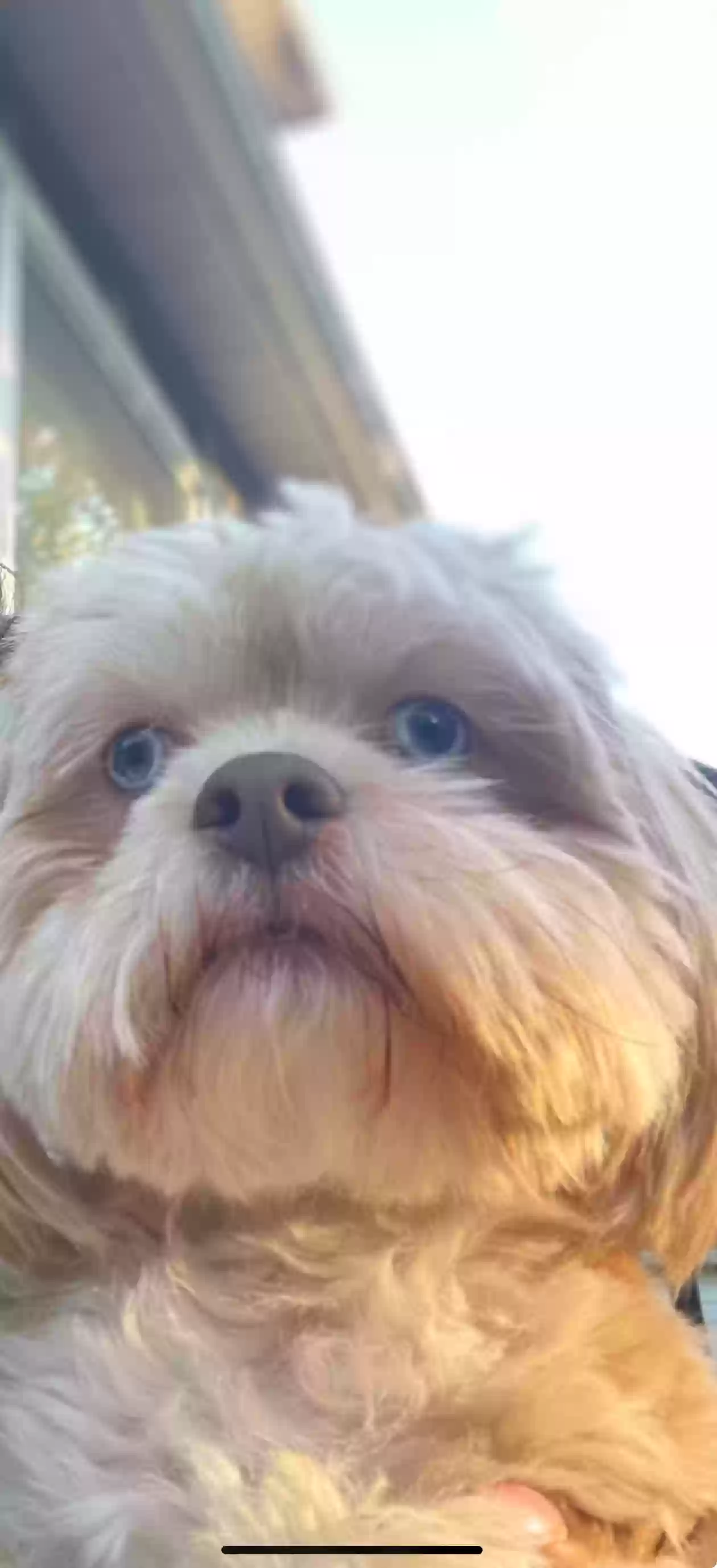 /lostandfound/images/lnfpets/original/179788_photo.webp