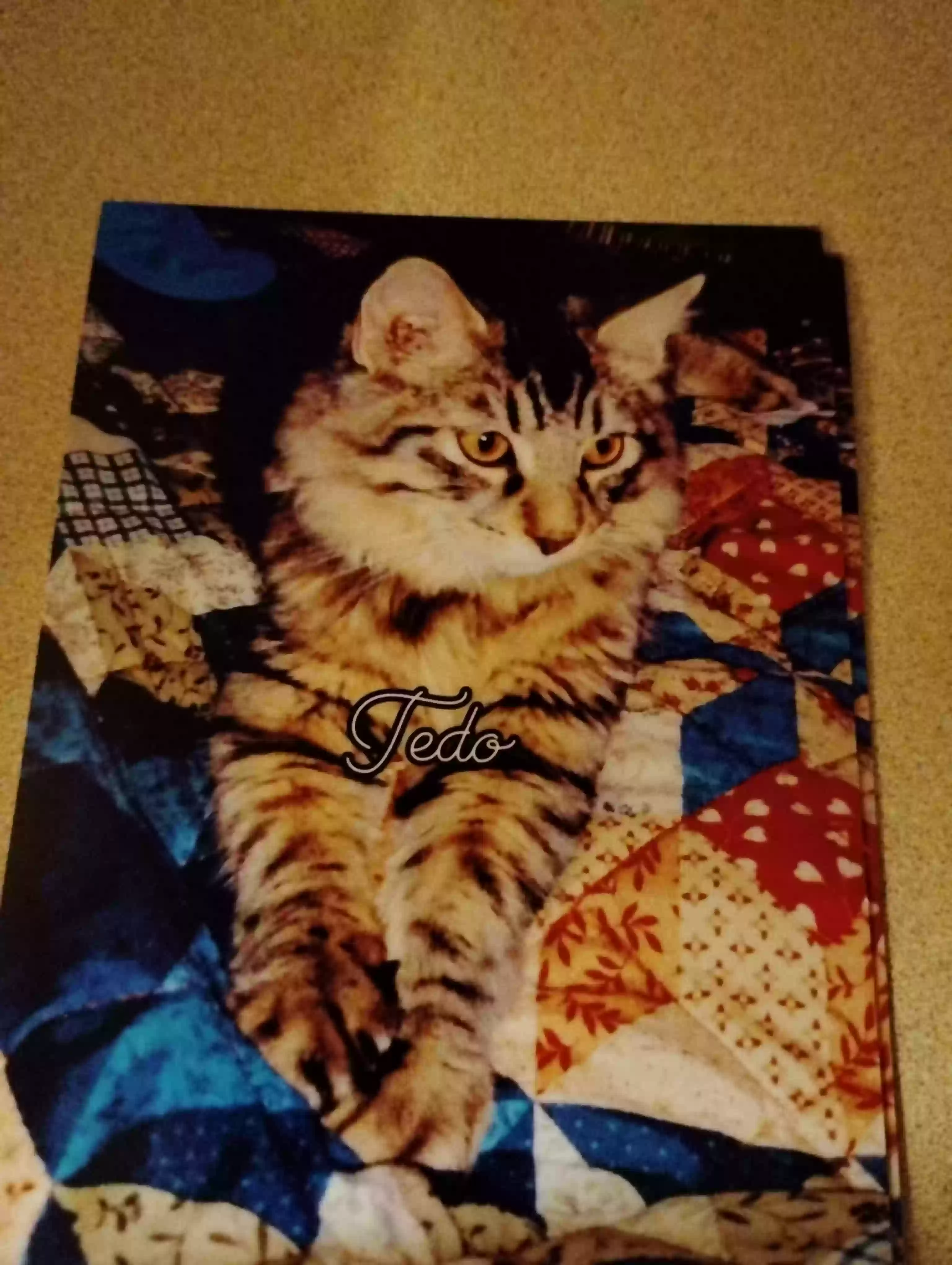 /lostandfound/images/lnfpets/original/179818_photo.webp