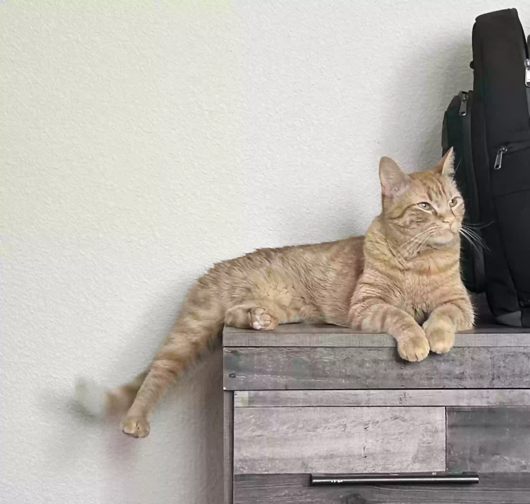 /lostandfound/images/lnfpets/original/179891_photo.webp