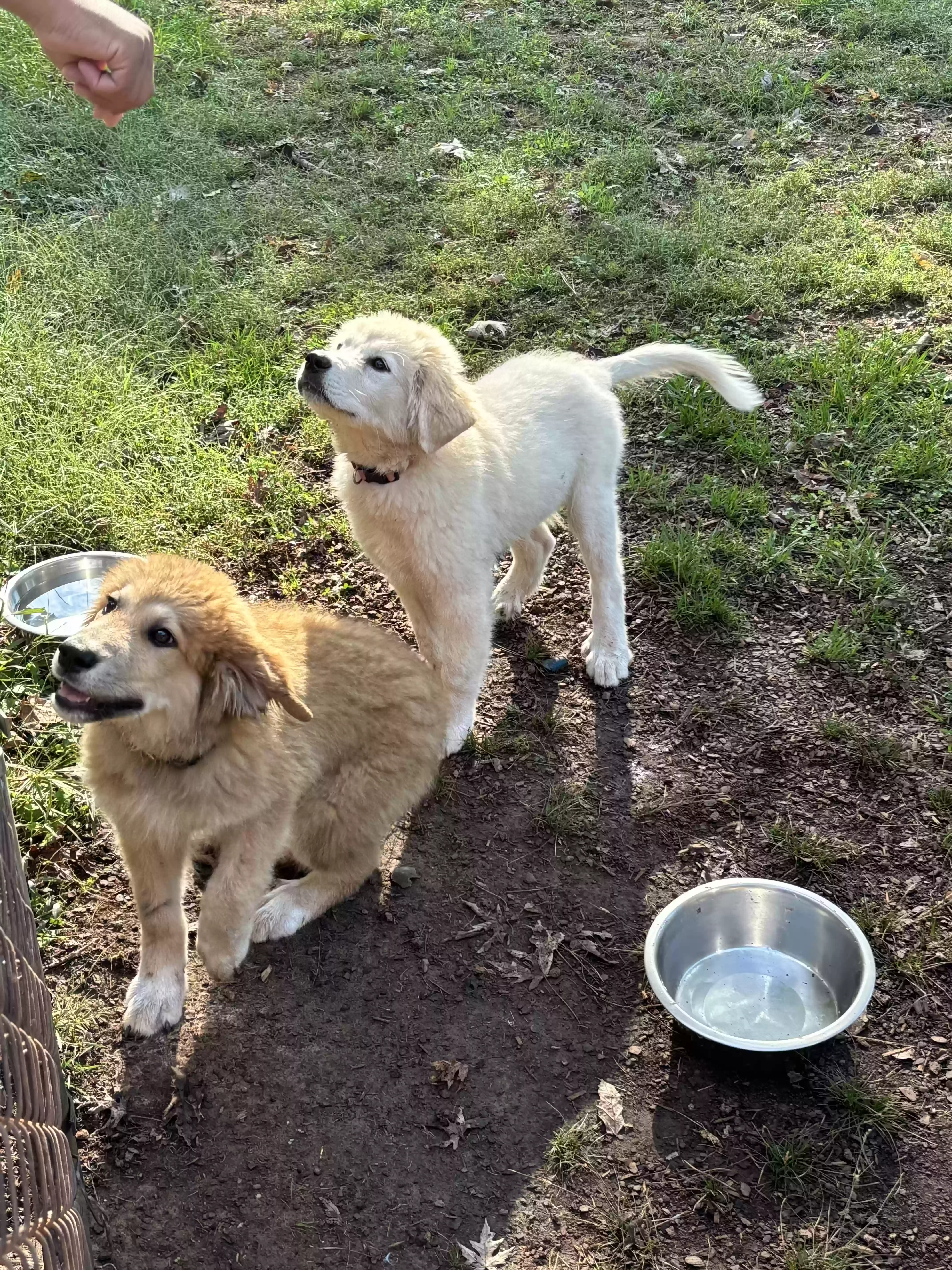 /lostandfound/images/lnfpets/original/179897_photo.webp