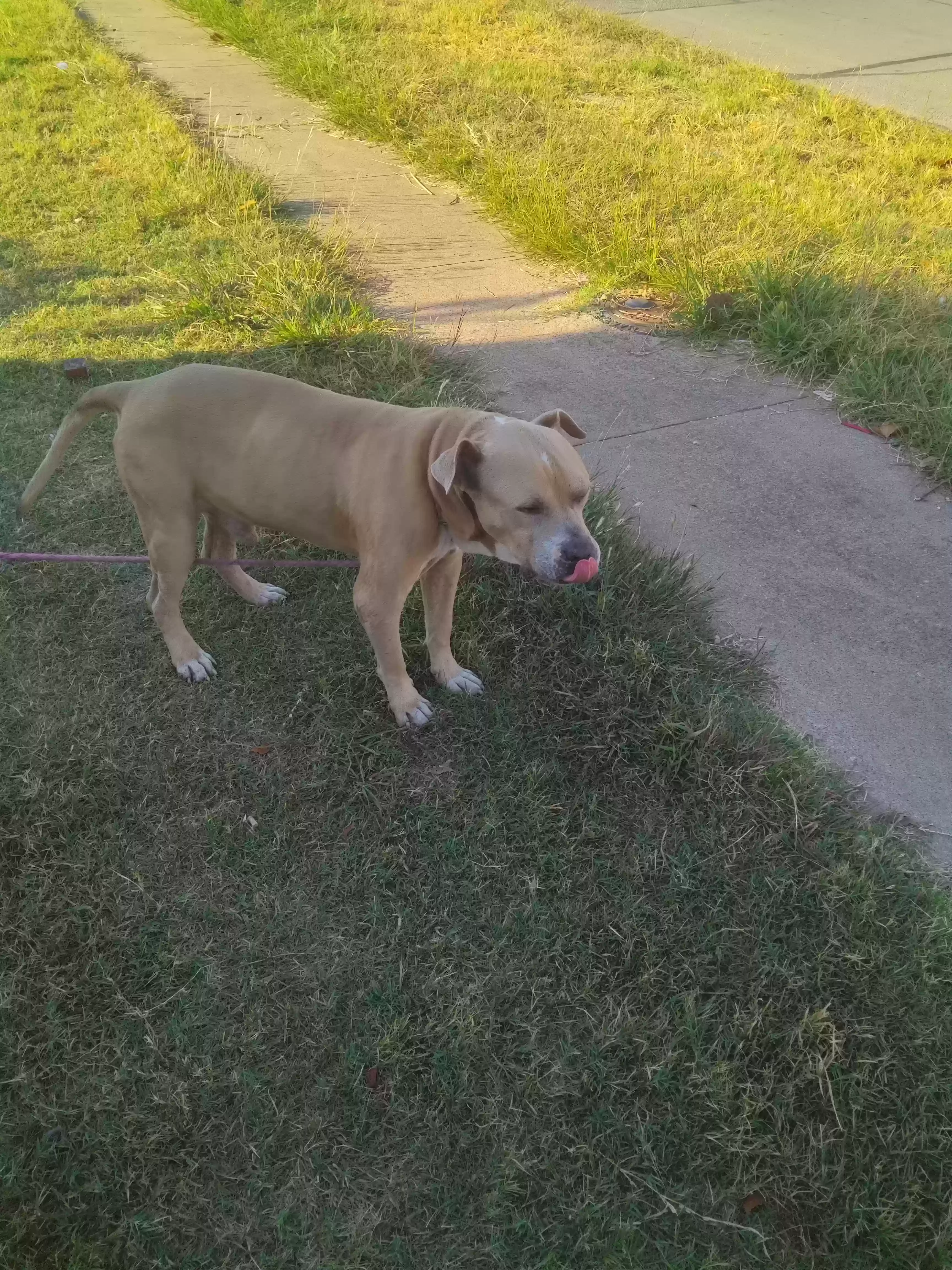 /lostandfound/images/lnfpets/original/179898_photo.webp
