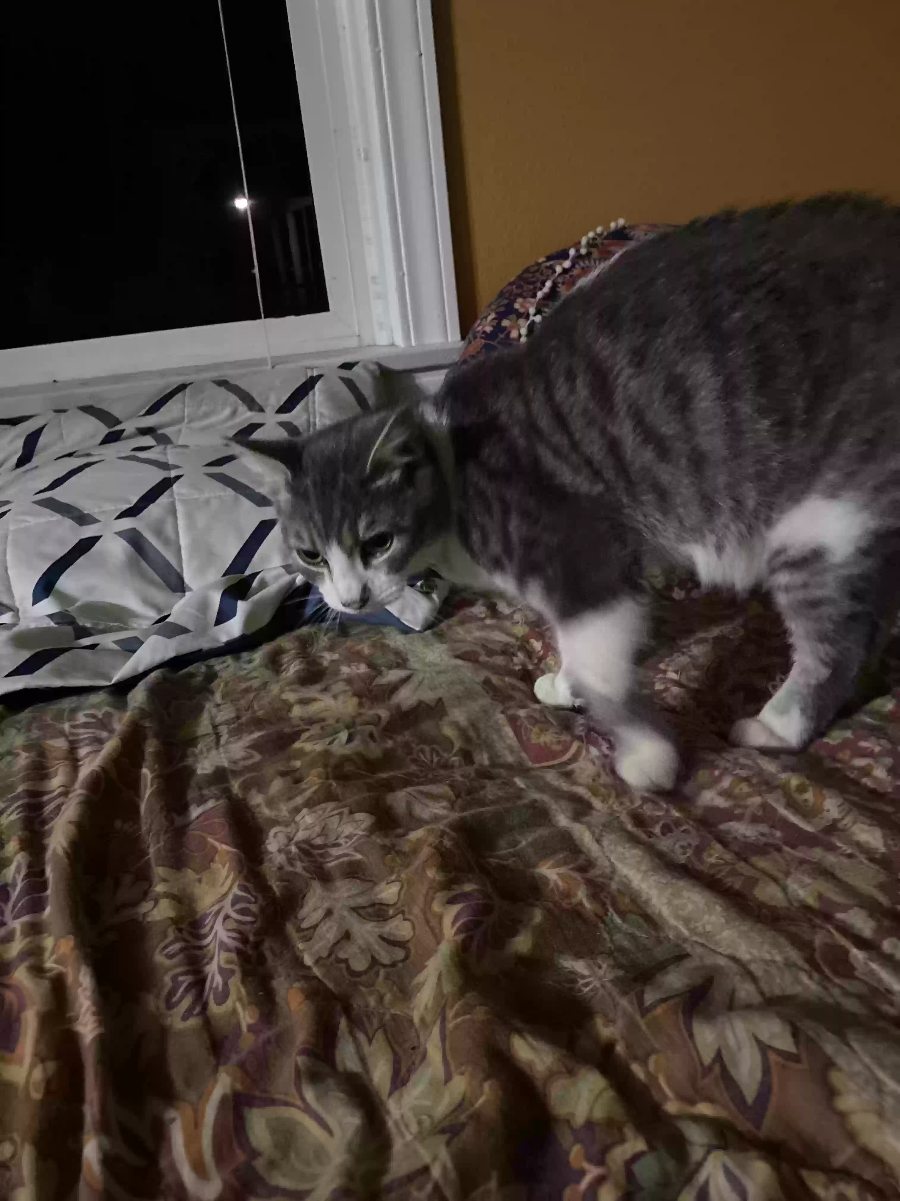 /lostandfound/images/lnfpets/original/179944_photo.webp