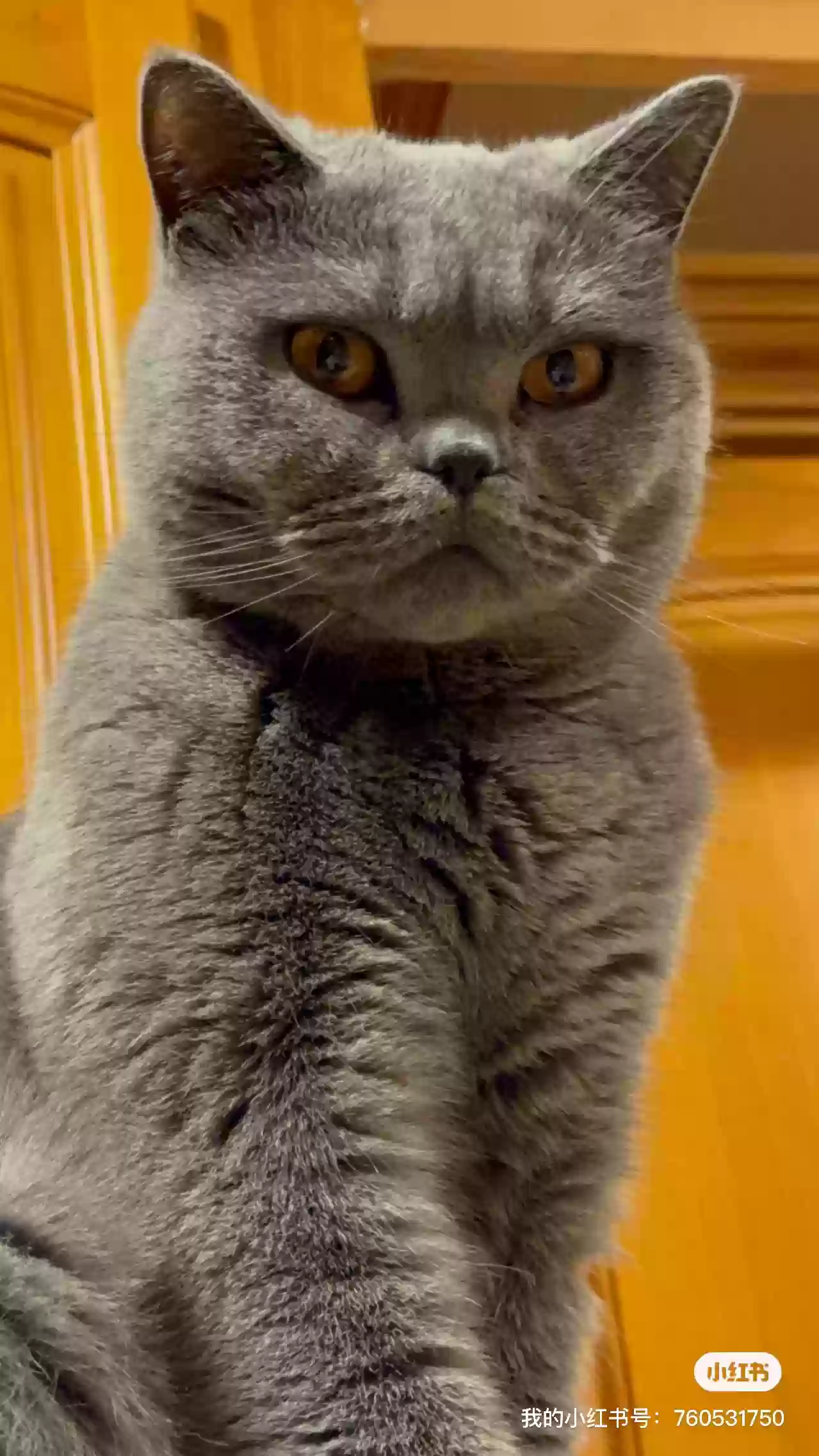 /lostandfound/images/lnfpets/original/179999_photo.webp