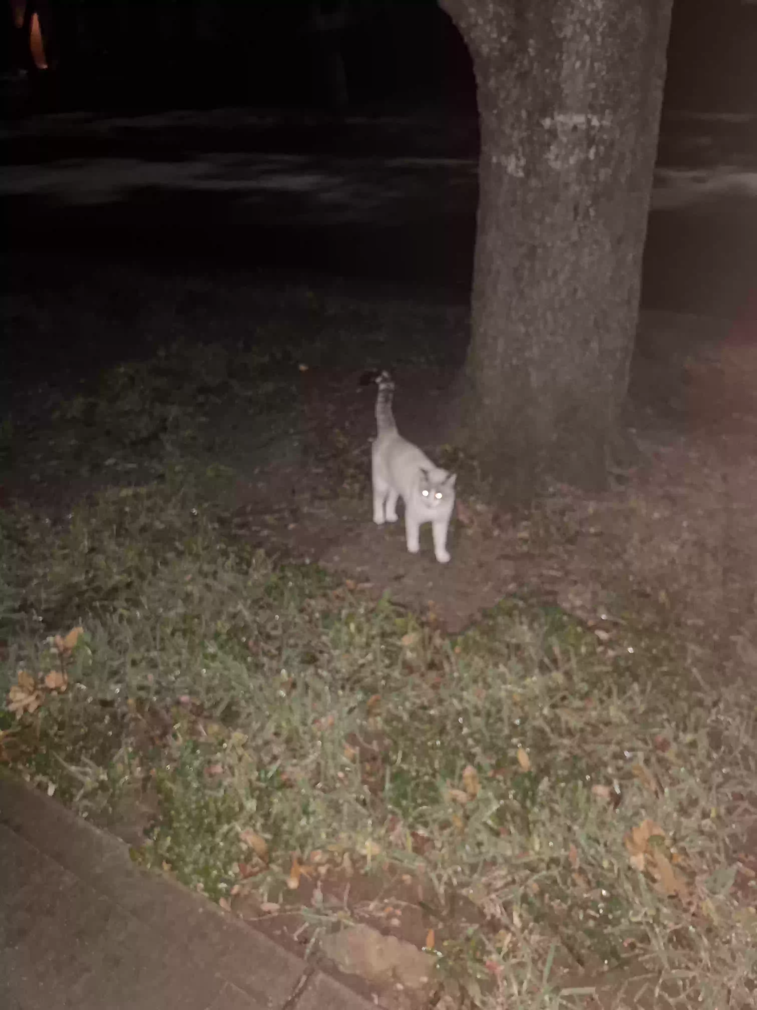 /lostandfound/images/lnfpets/original/180016_photo.webp