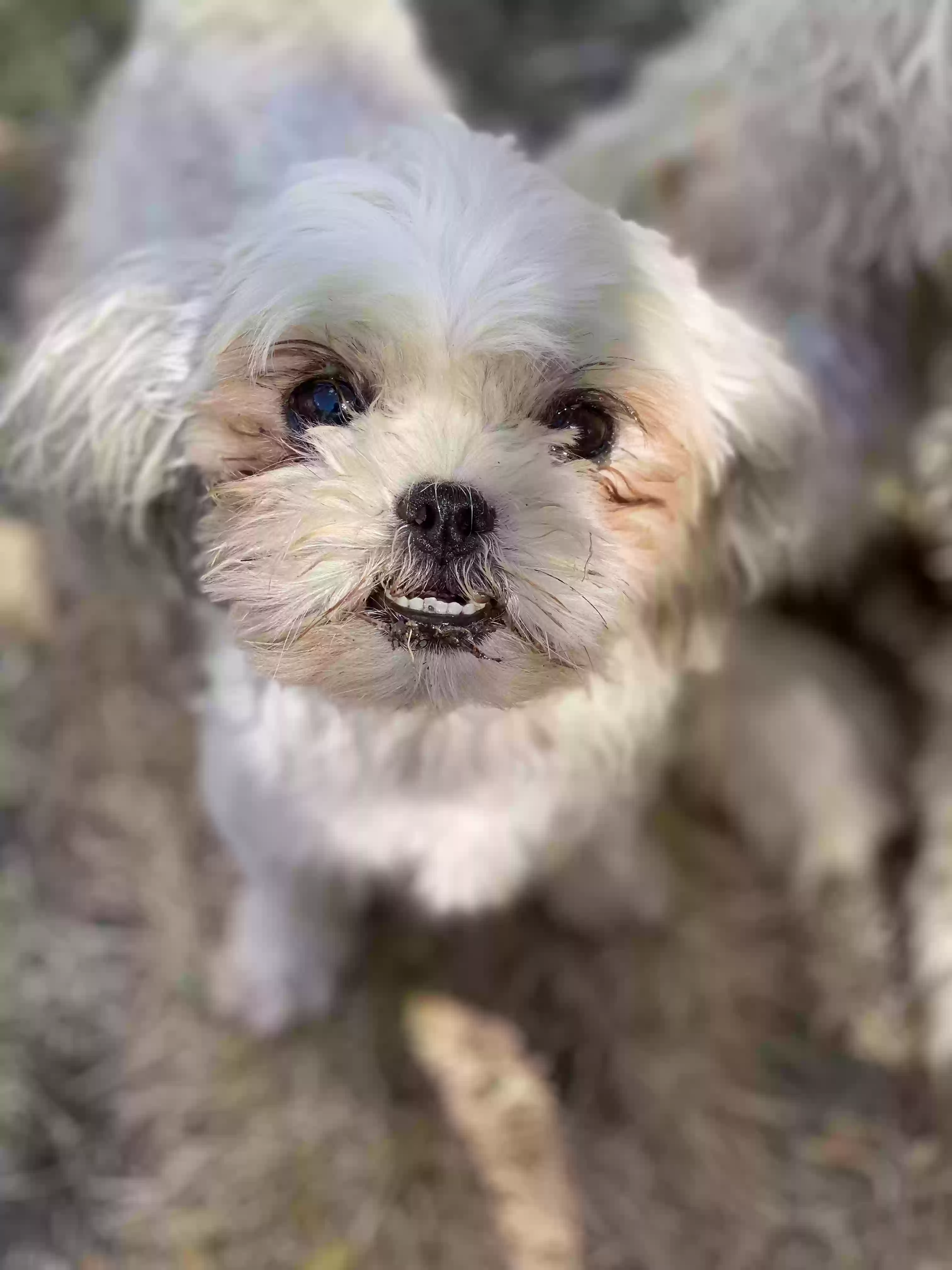 /lostandfound/images/lnfpets/original/180081_photo.webp