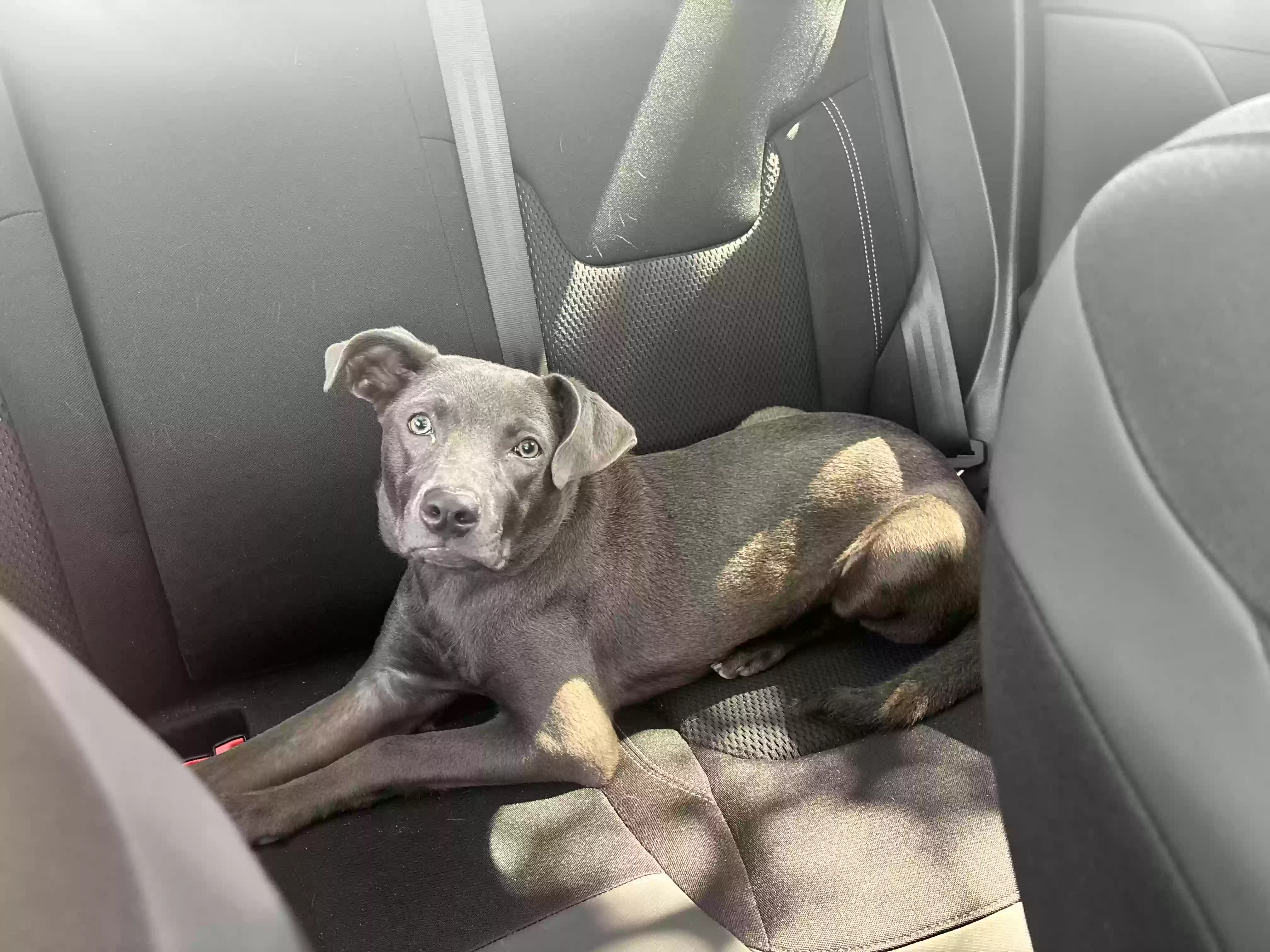 /lostandfound/images/lnfpets/original/180086_photo.webp