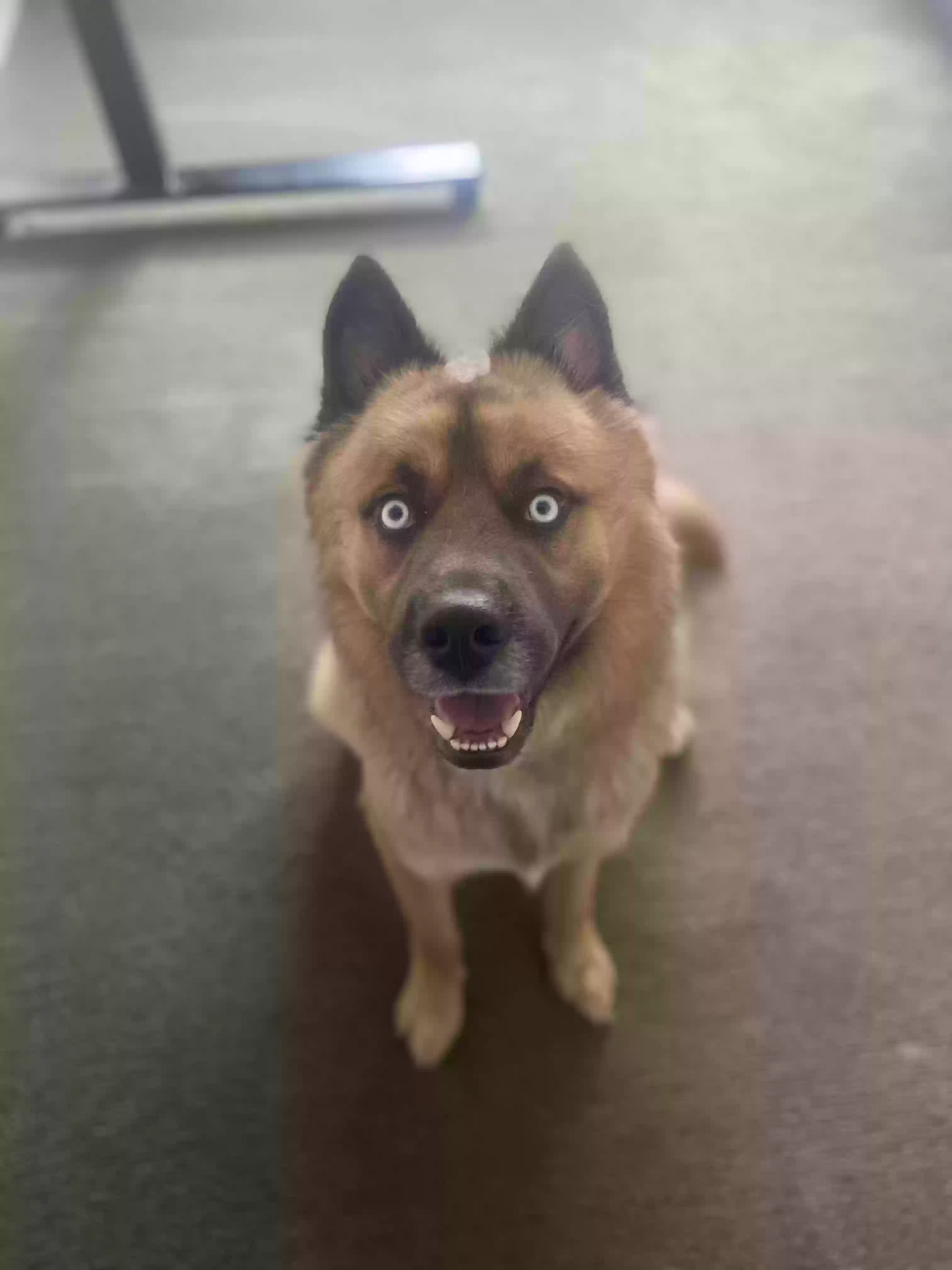 /lostandfound/images/lnfpets/original/180133_photo.webp