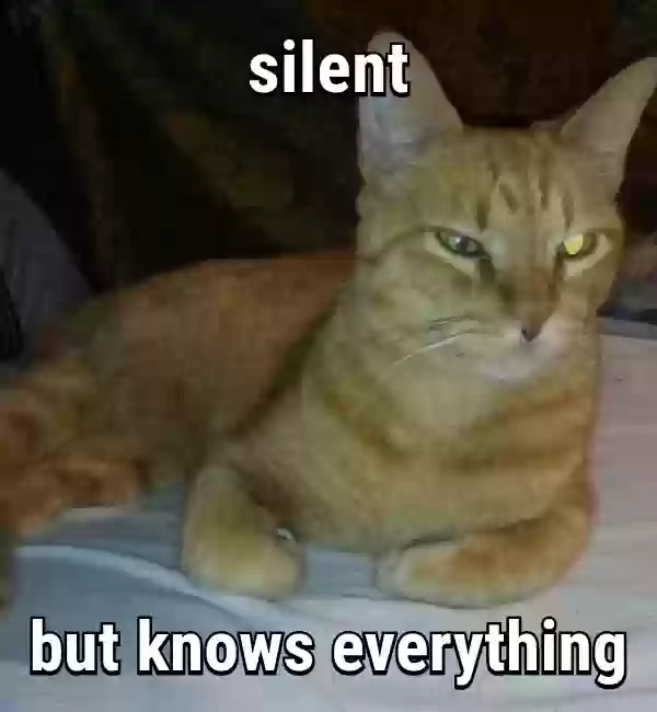 /lostandfound/images/lnfpets/original/180255_photo.webp