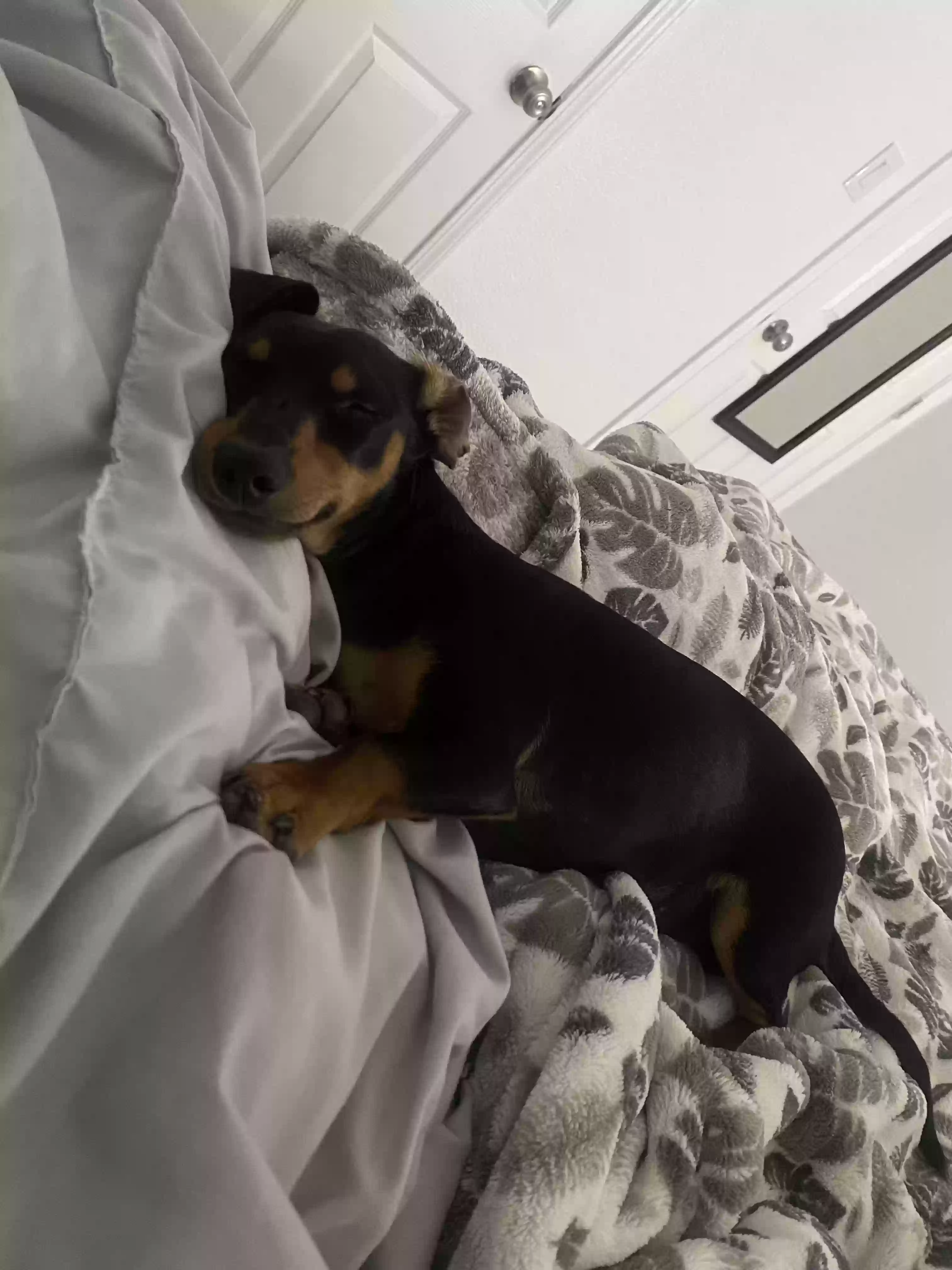 /lostandfound/images/lnfpets/original/180270_photo.webp