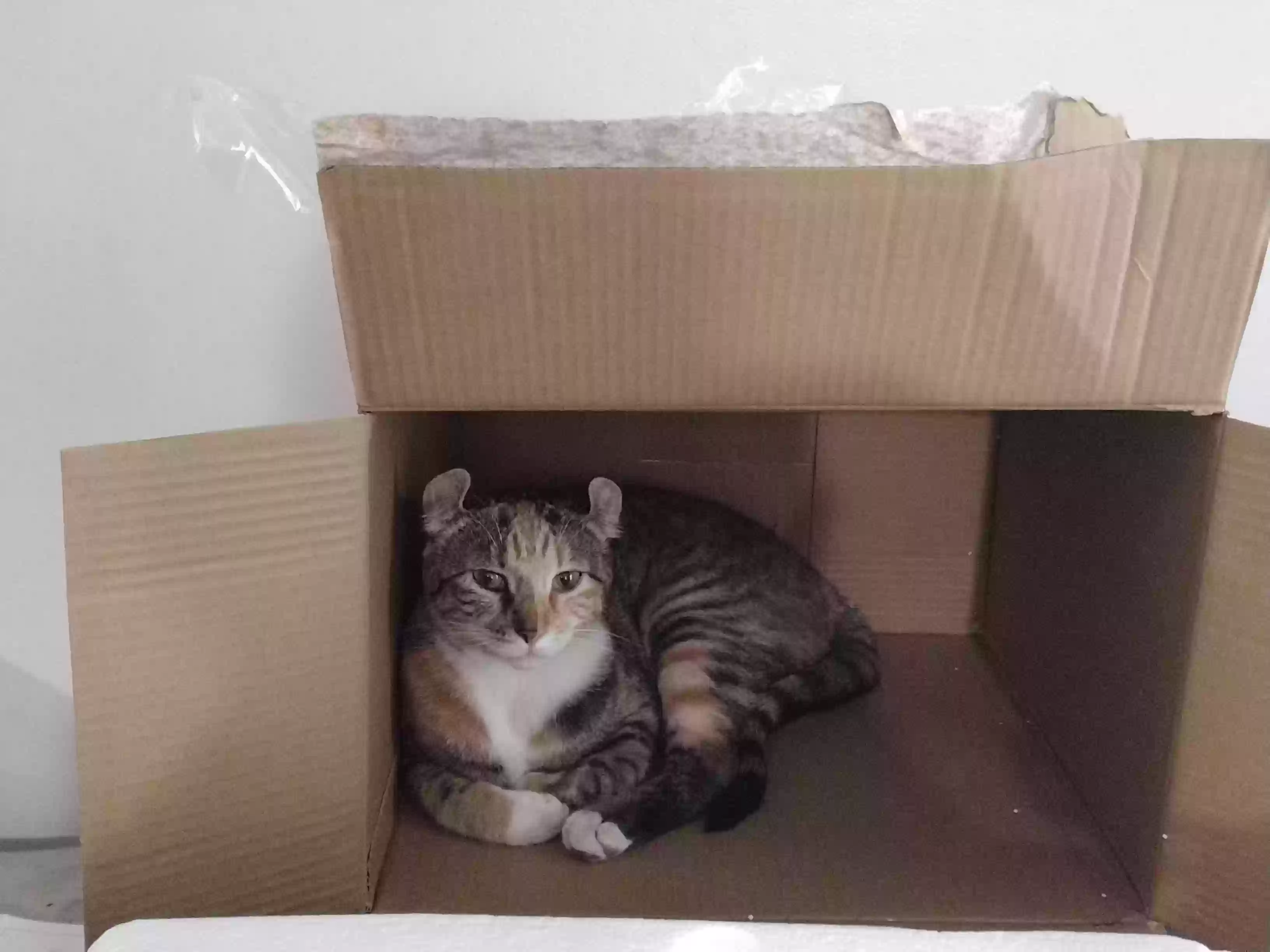 /lostandfound/images/lnfpets/original/180276_photo.webp