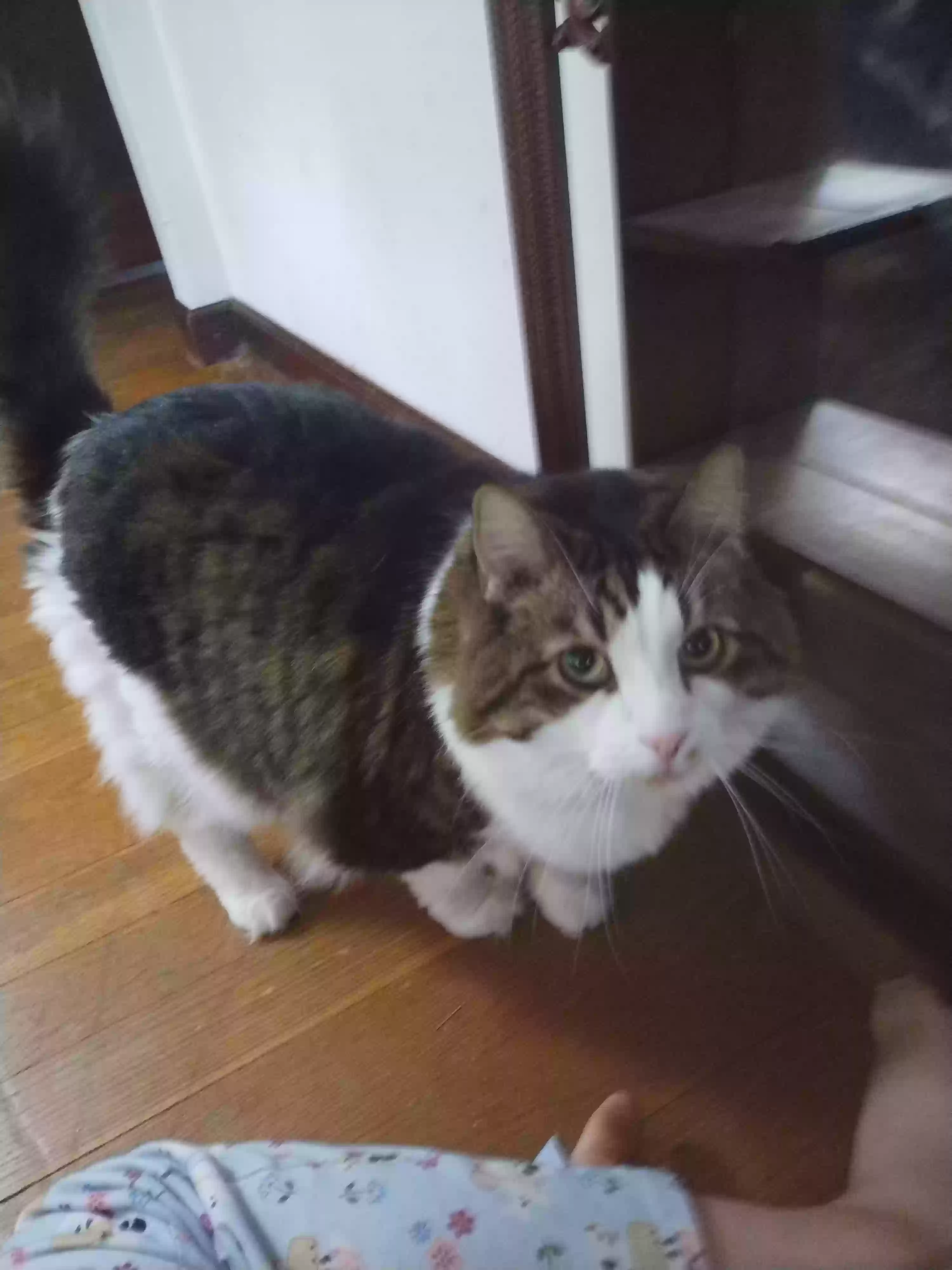 /lostandfound/images/lnfpets/original/180284_photo.webp