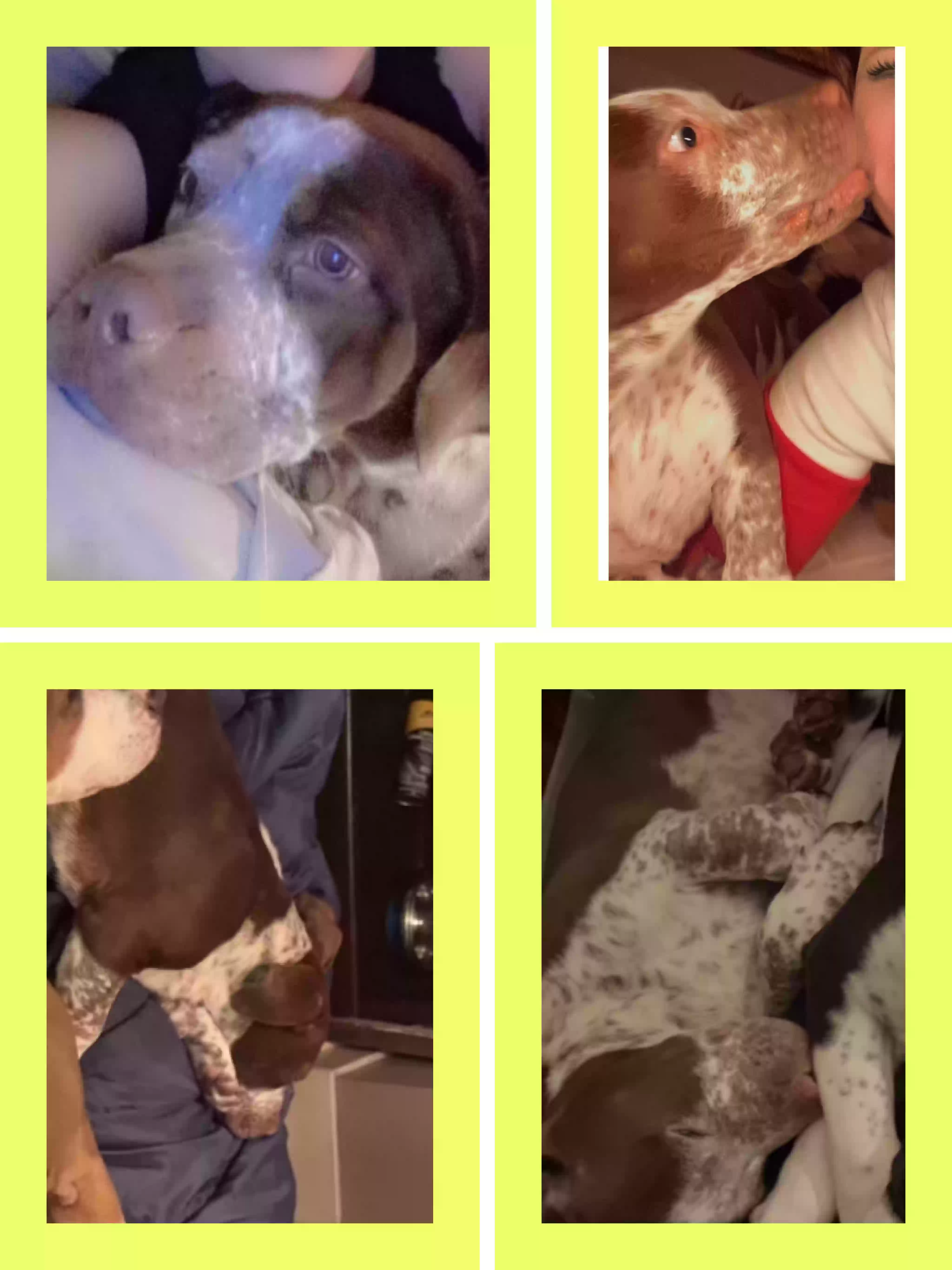 /lostandfound/images/lnfpets/original/180409_photo.webp