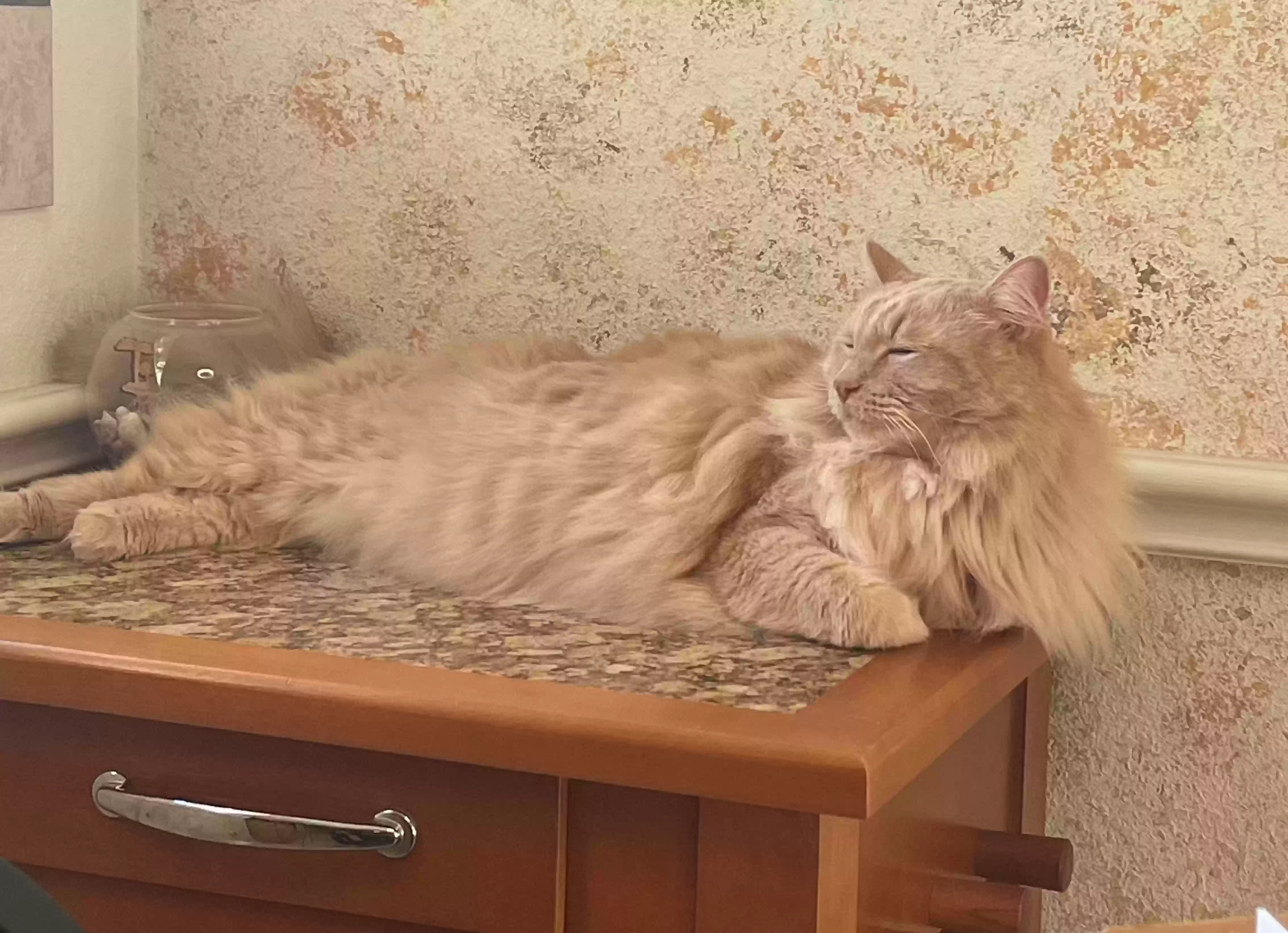 /lostandfound/images/lnfpets/original/180447_photo.webp