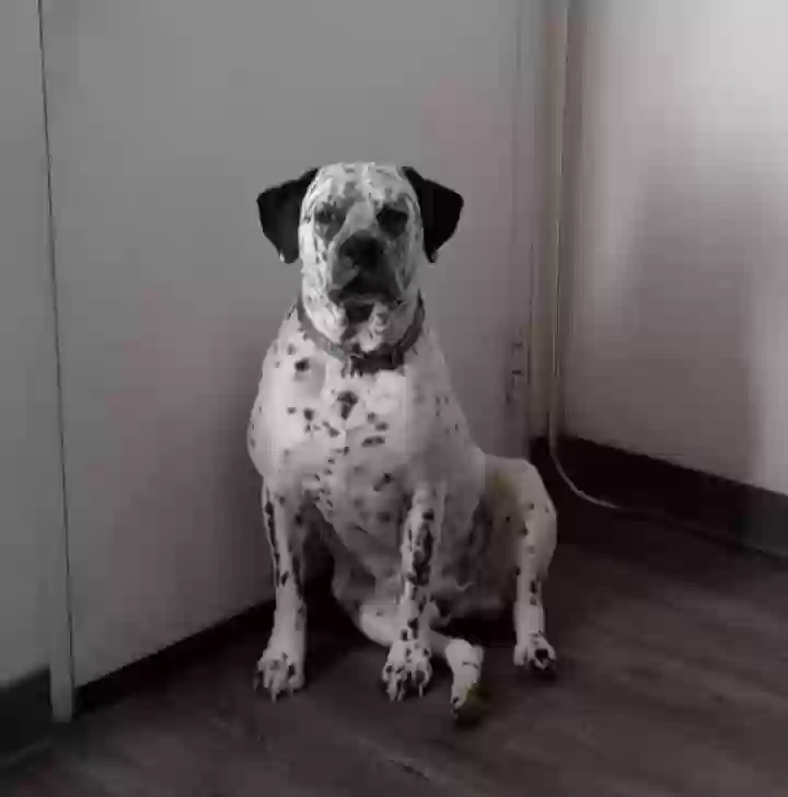 /lostandfound/images/lnfpets/original/180518_photo.webp