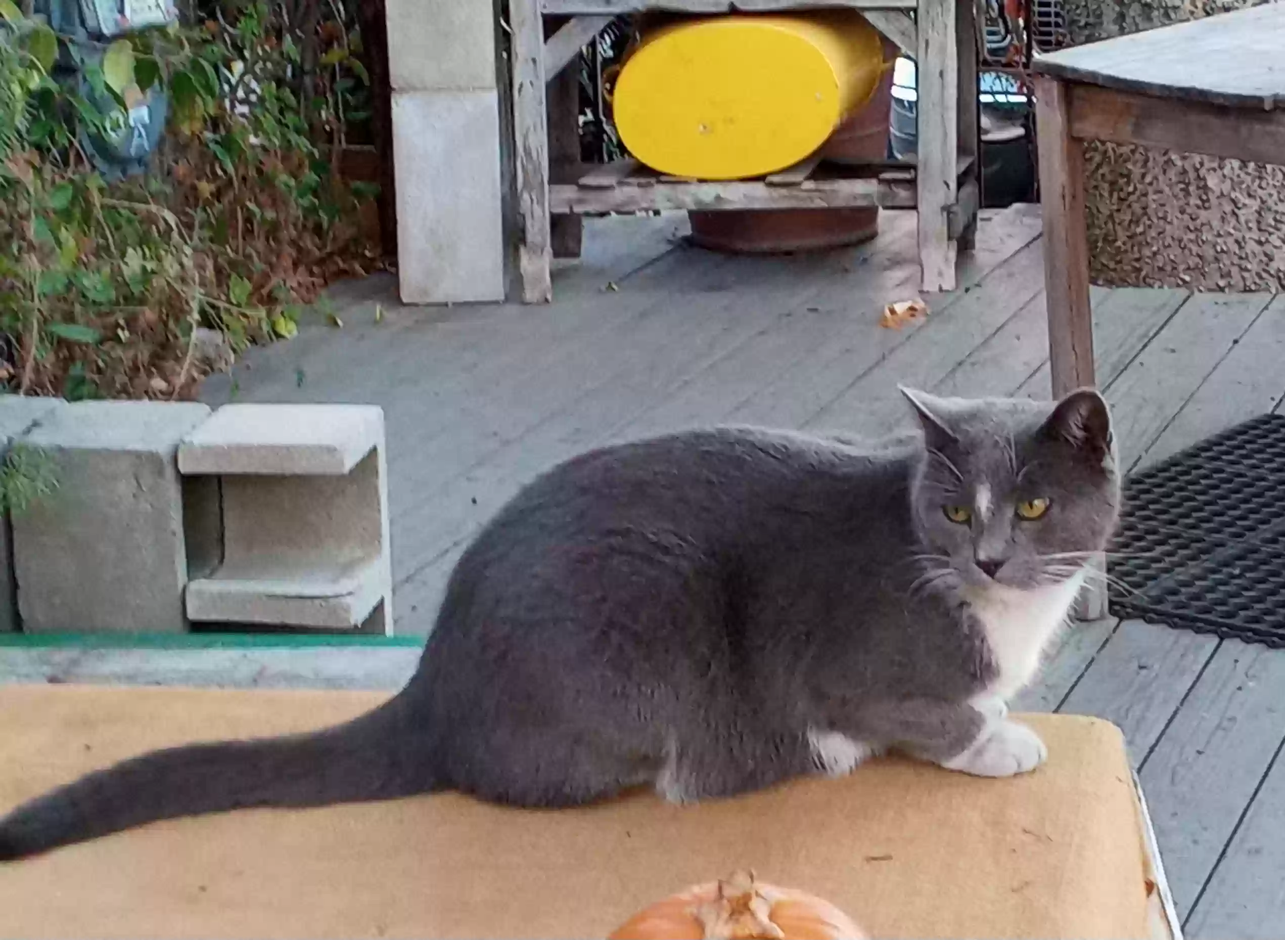 /lostandfound/images/lnfpets/original/180523_photo.webp