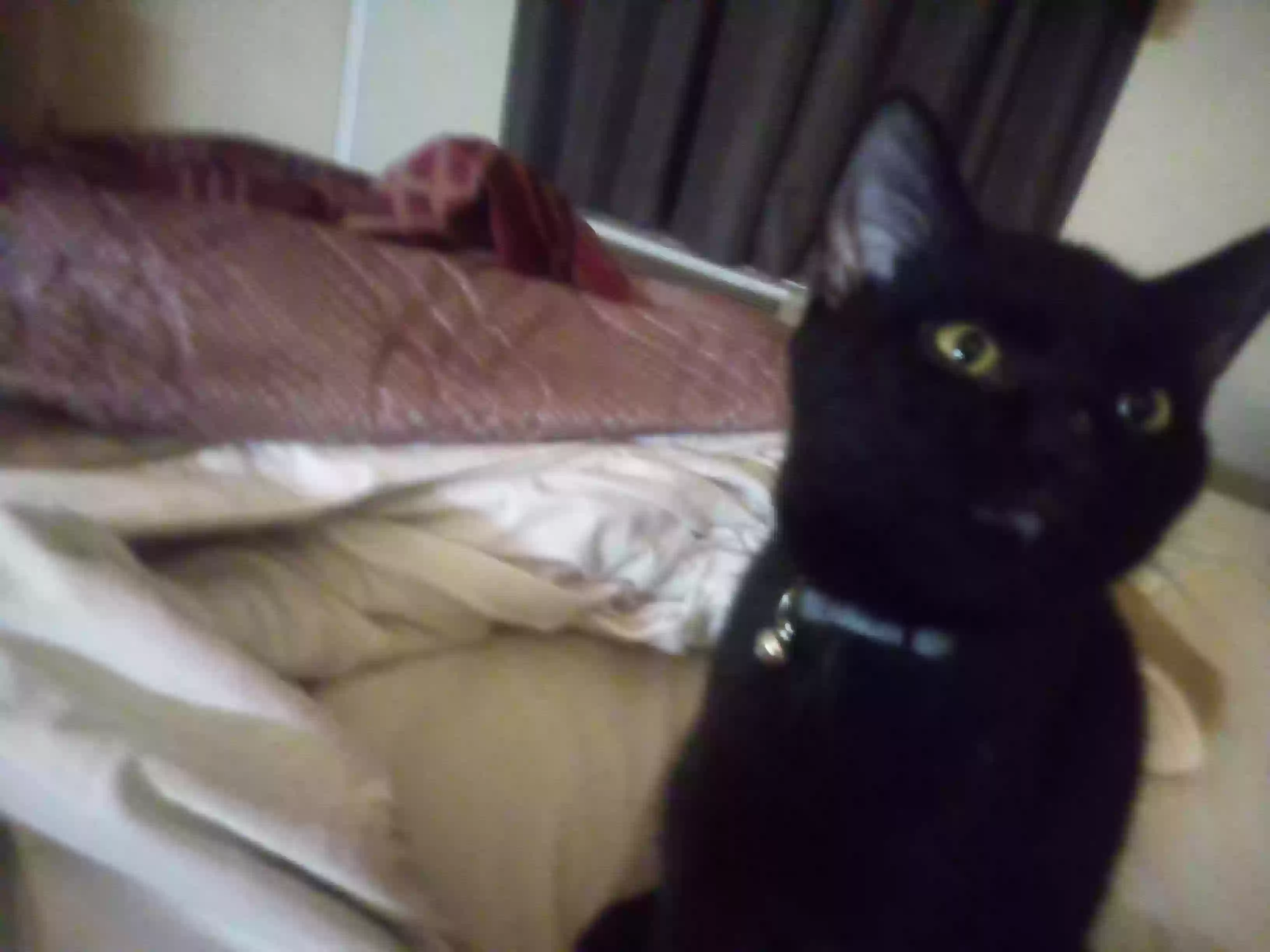 /lostandfound/images/lnfpets/original/180529_photo.webp