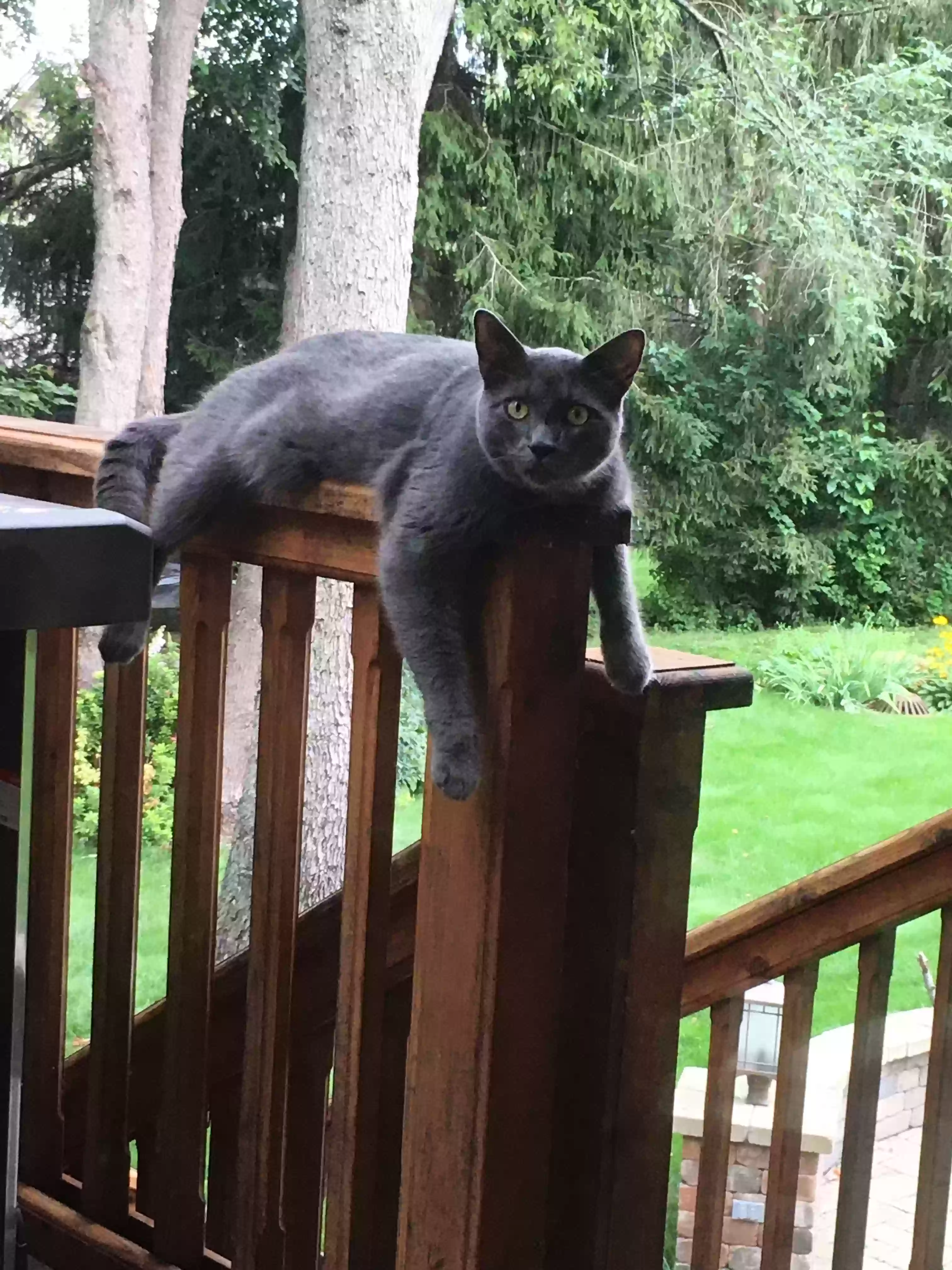/lostandfound/images/lnfpets/original/180542_photo.webp